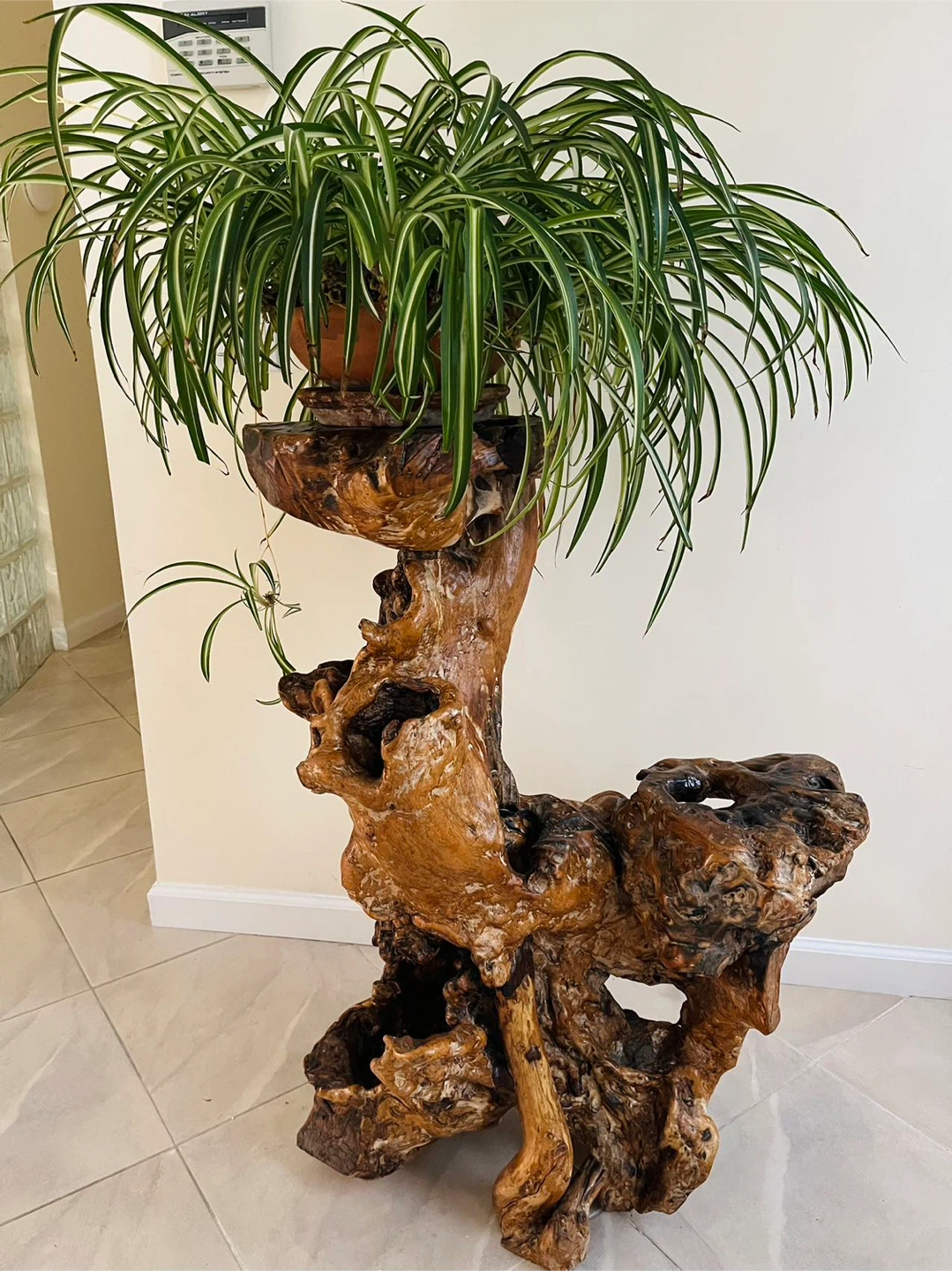 Handcrafted Natural Wooden Stand / Pedestal + FREE Spider Plant