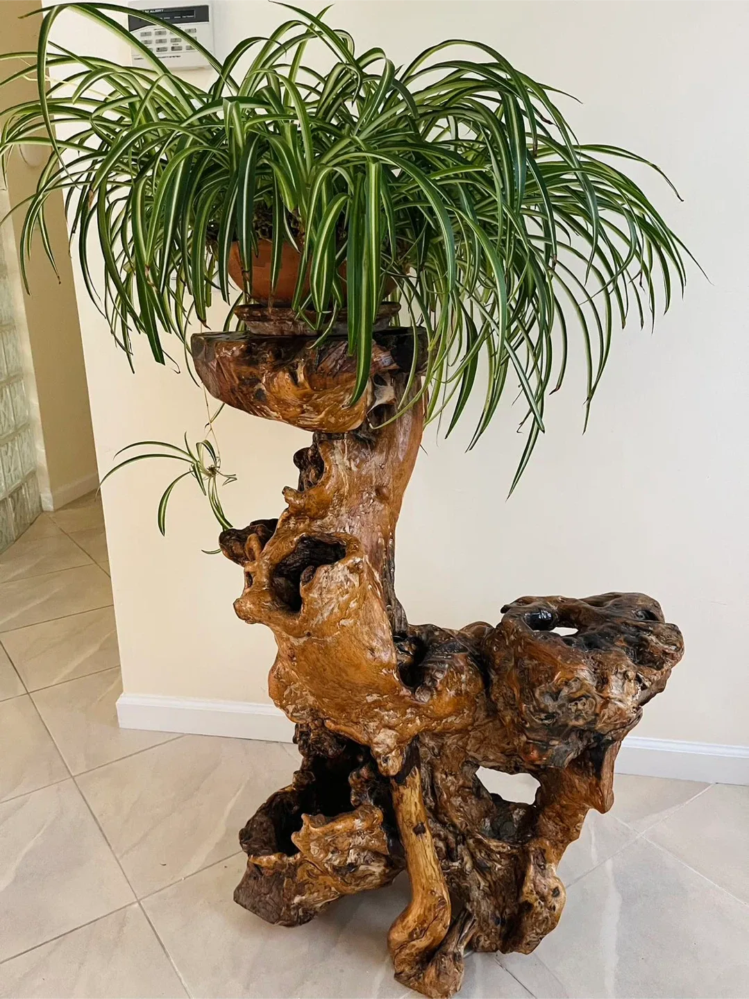 Handcrafted Natural Wooden Stand / Pedestal + FREE Spider Plant