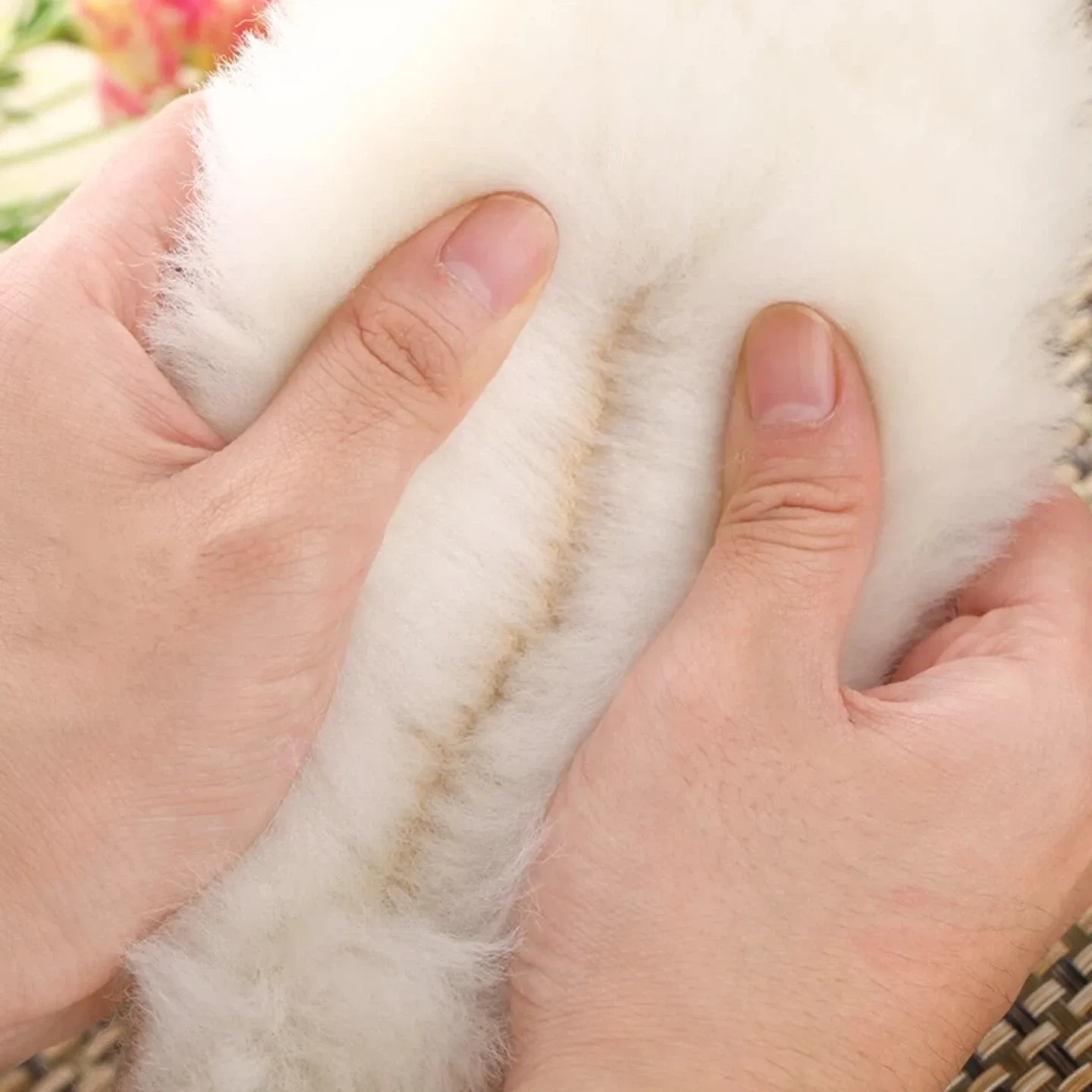 New Wool Insoles - Soft & Comfy image indicator(2)