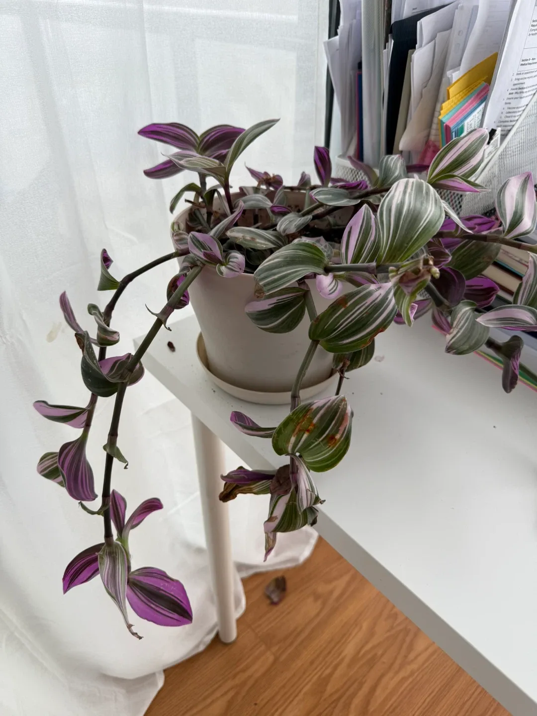 Tradescantia Zebrina Plant