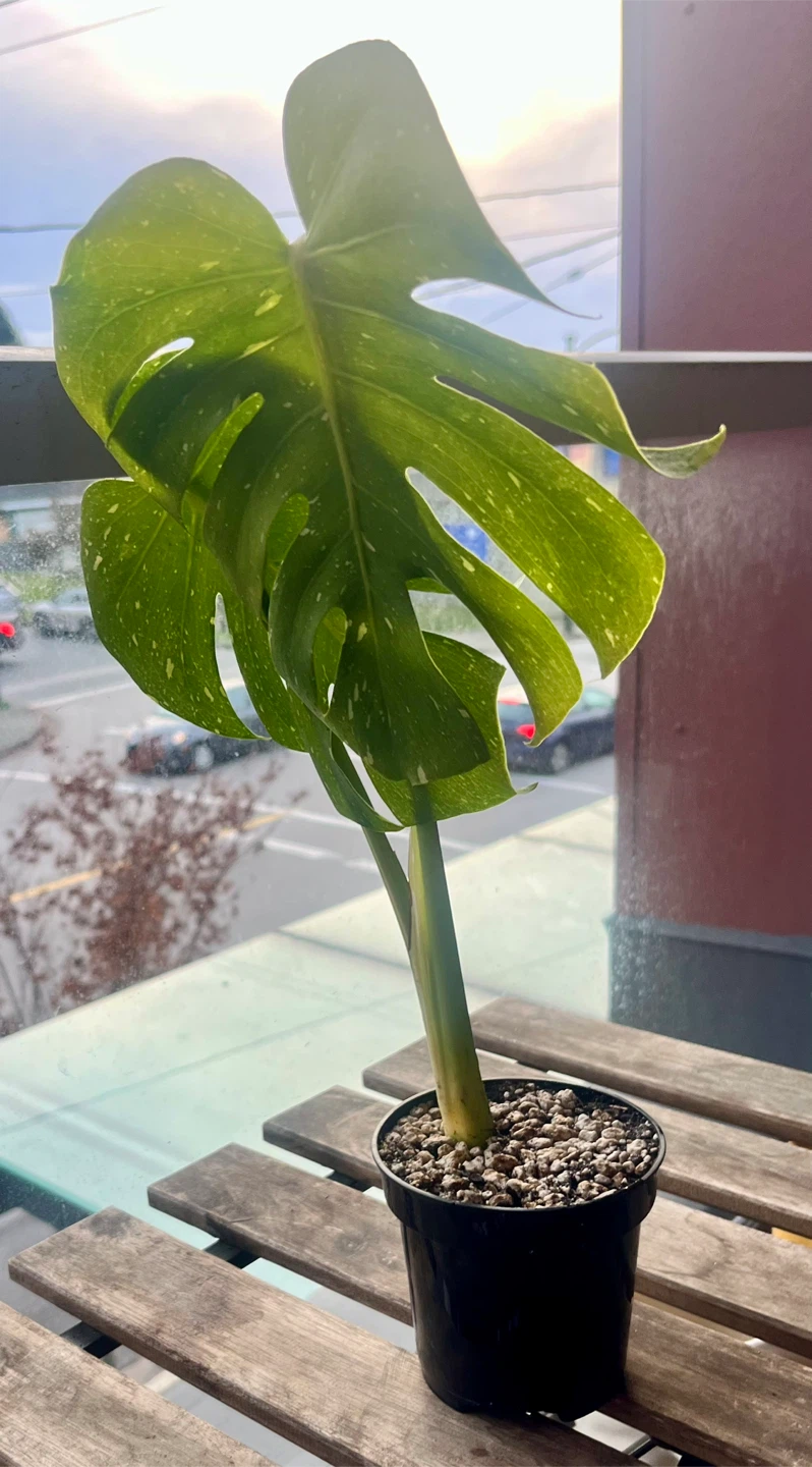 Monstera Thai Constellation Plant - photo 3