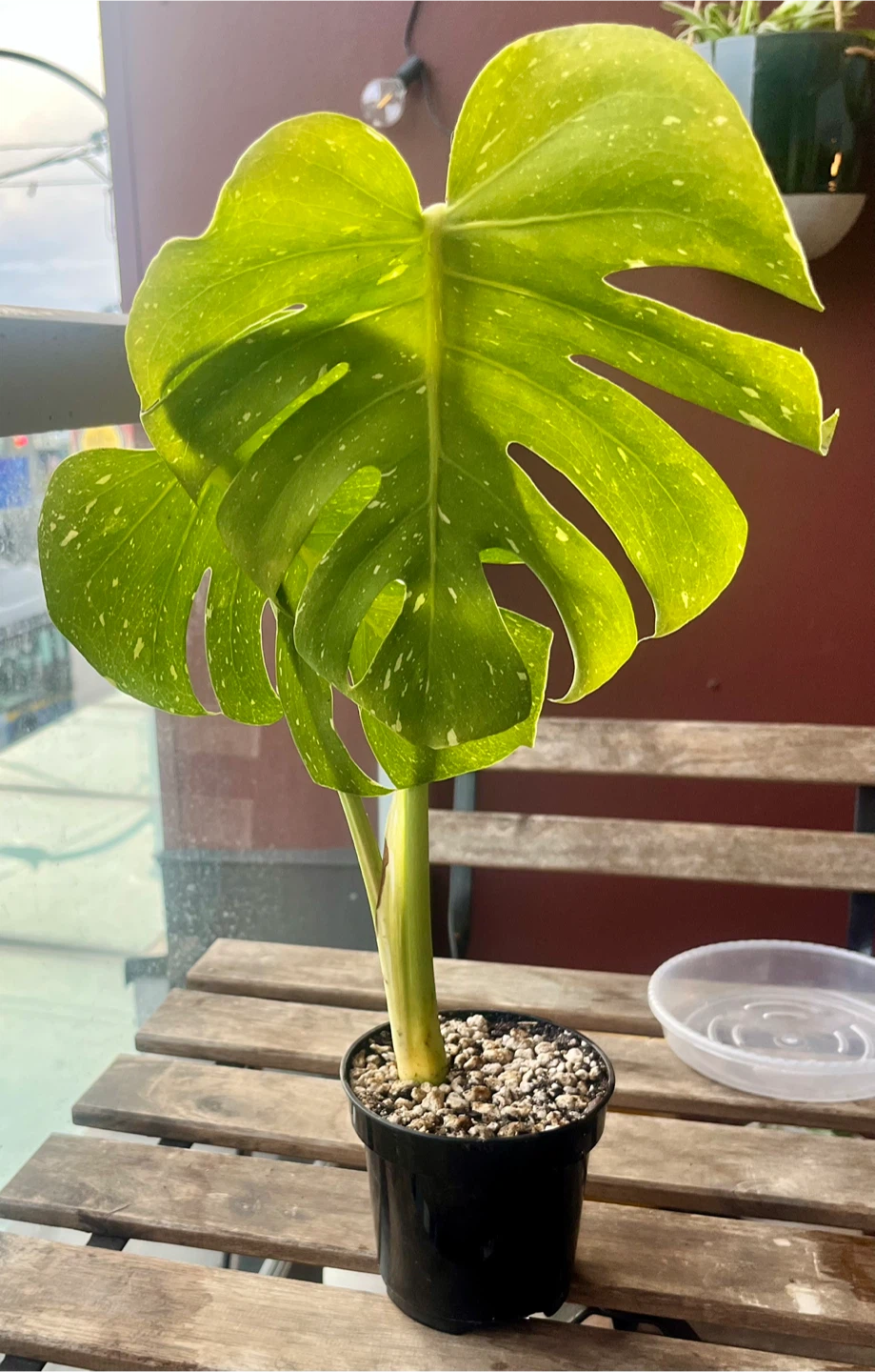Monstera Thai Constellation Plant