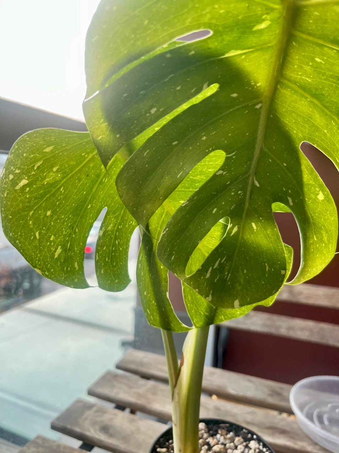 Monstera Thai Constellation Plant - photo 2