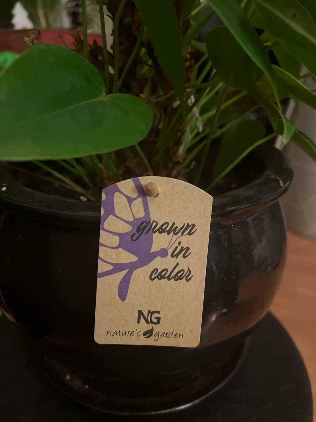 Anthurium image indicator(2)