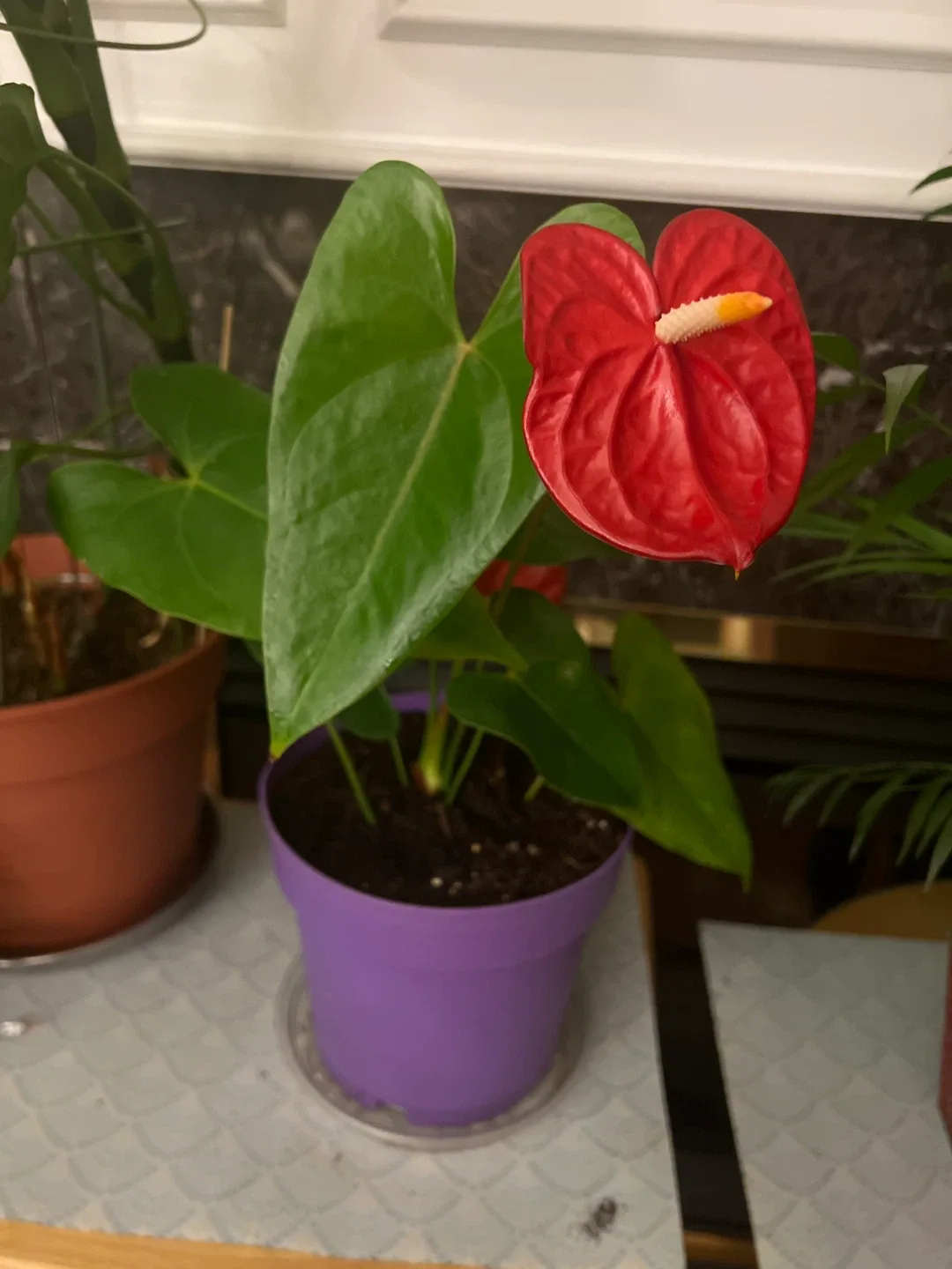 Anthurium Plant in Purple Pot