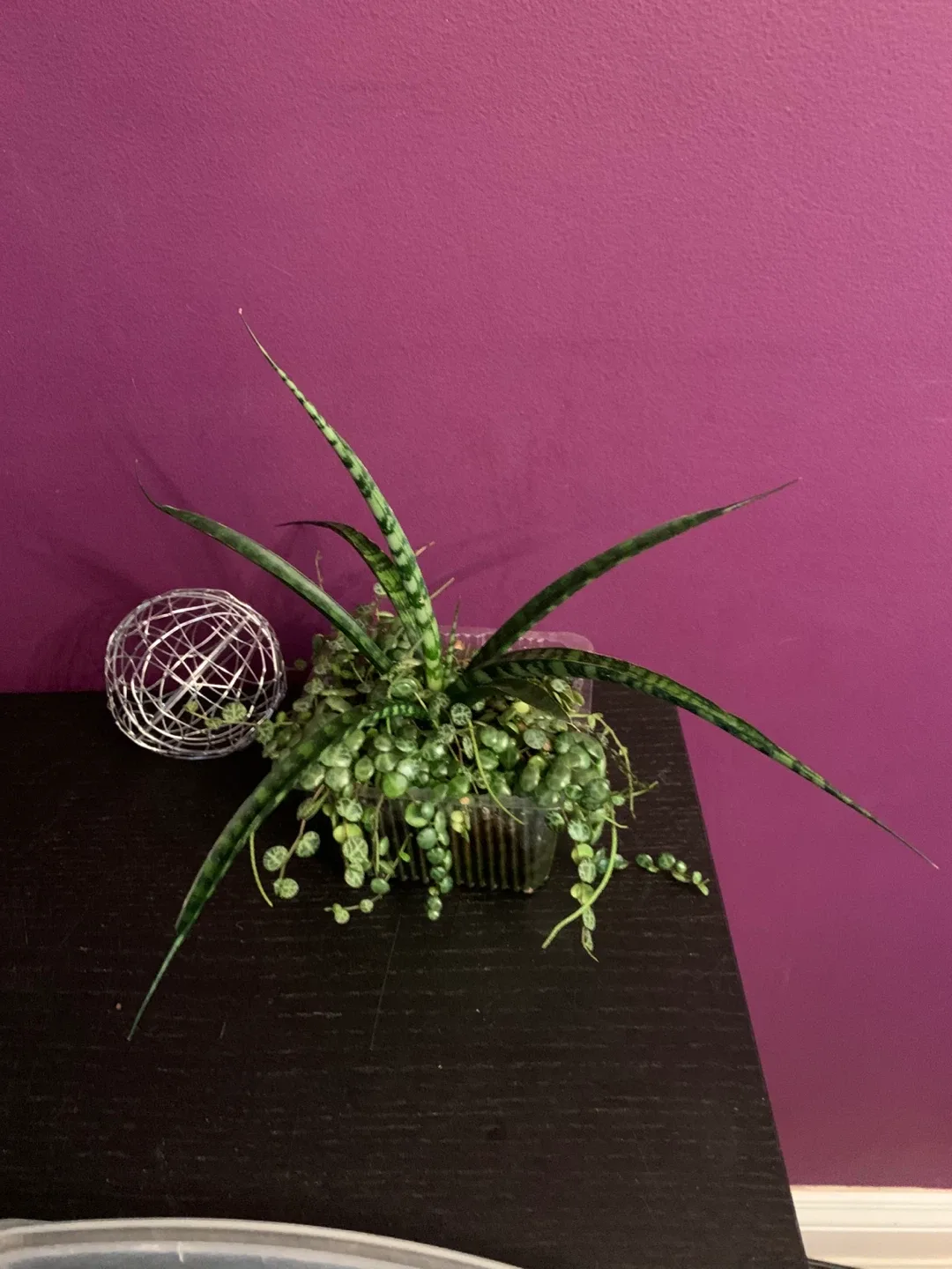 String of Turtles & Sansevieria Plant