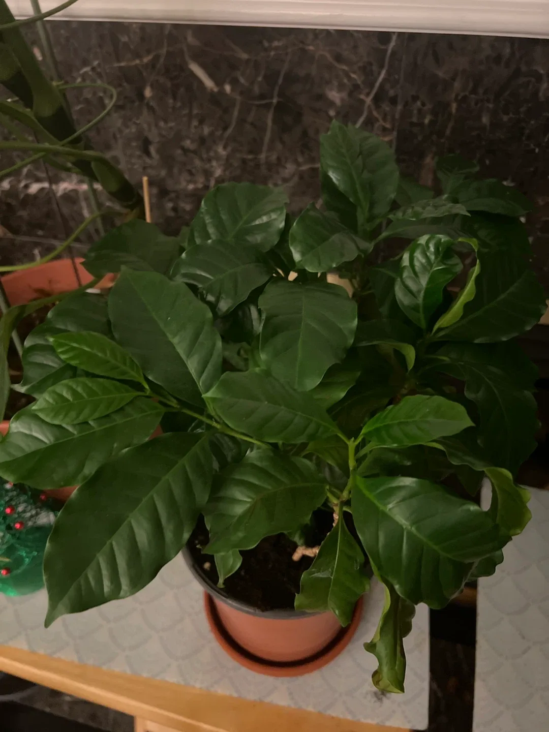 Coffee Plant image indicator(2)