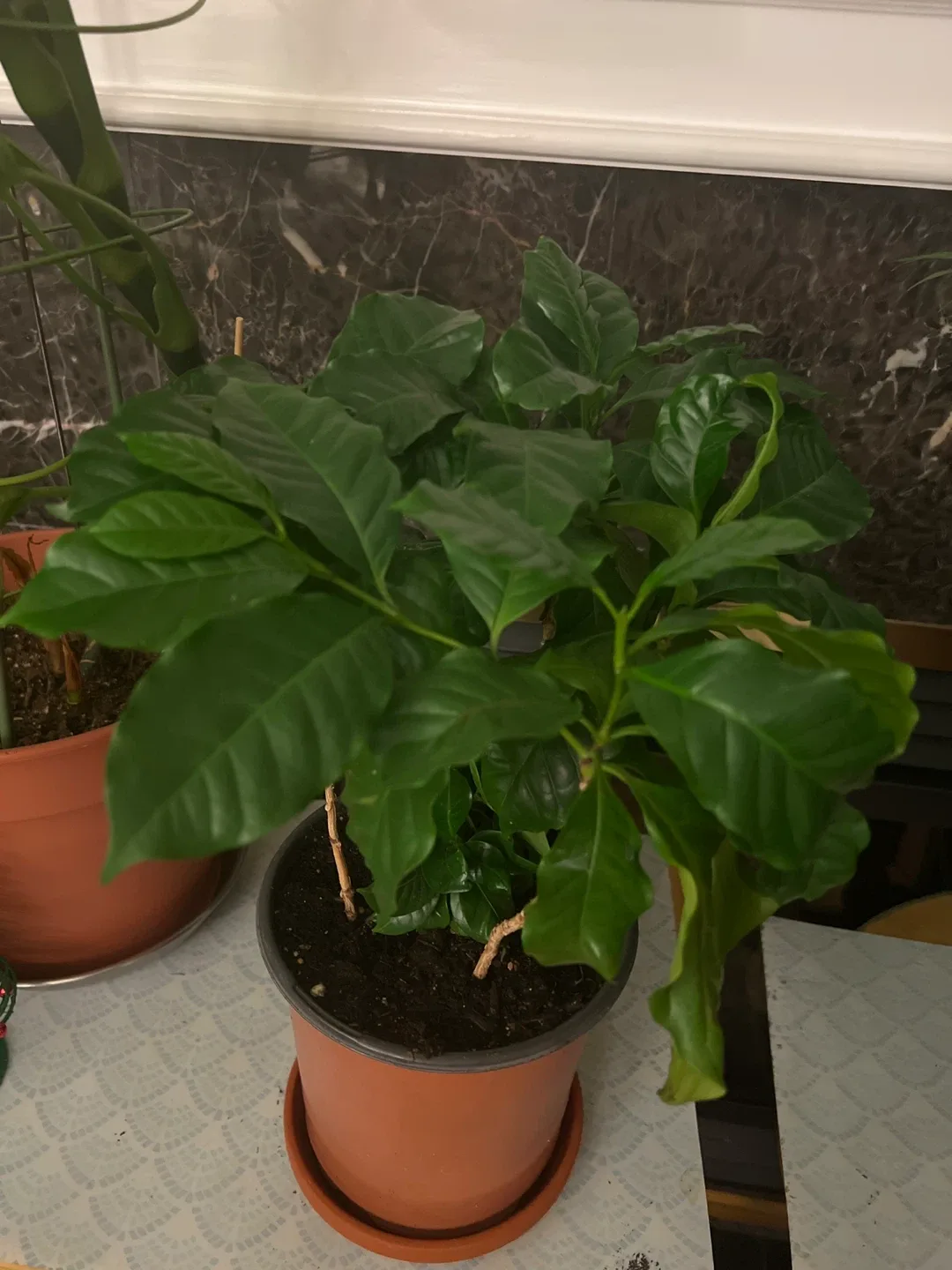 Coffee Plant