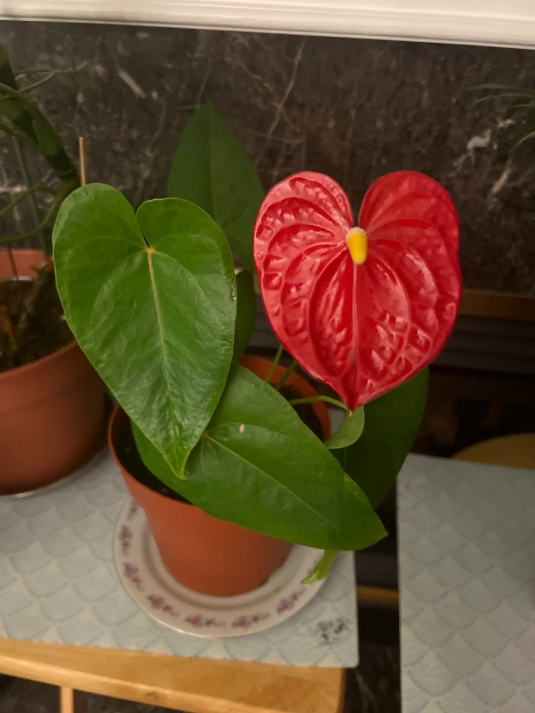 Anthurium Plant