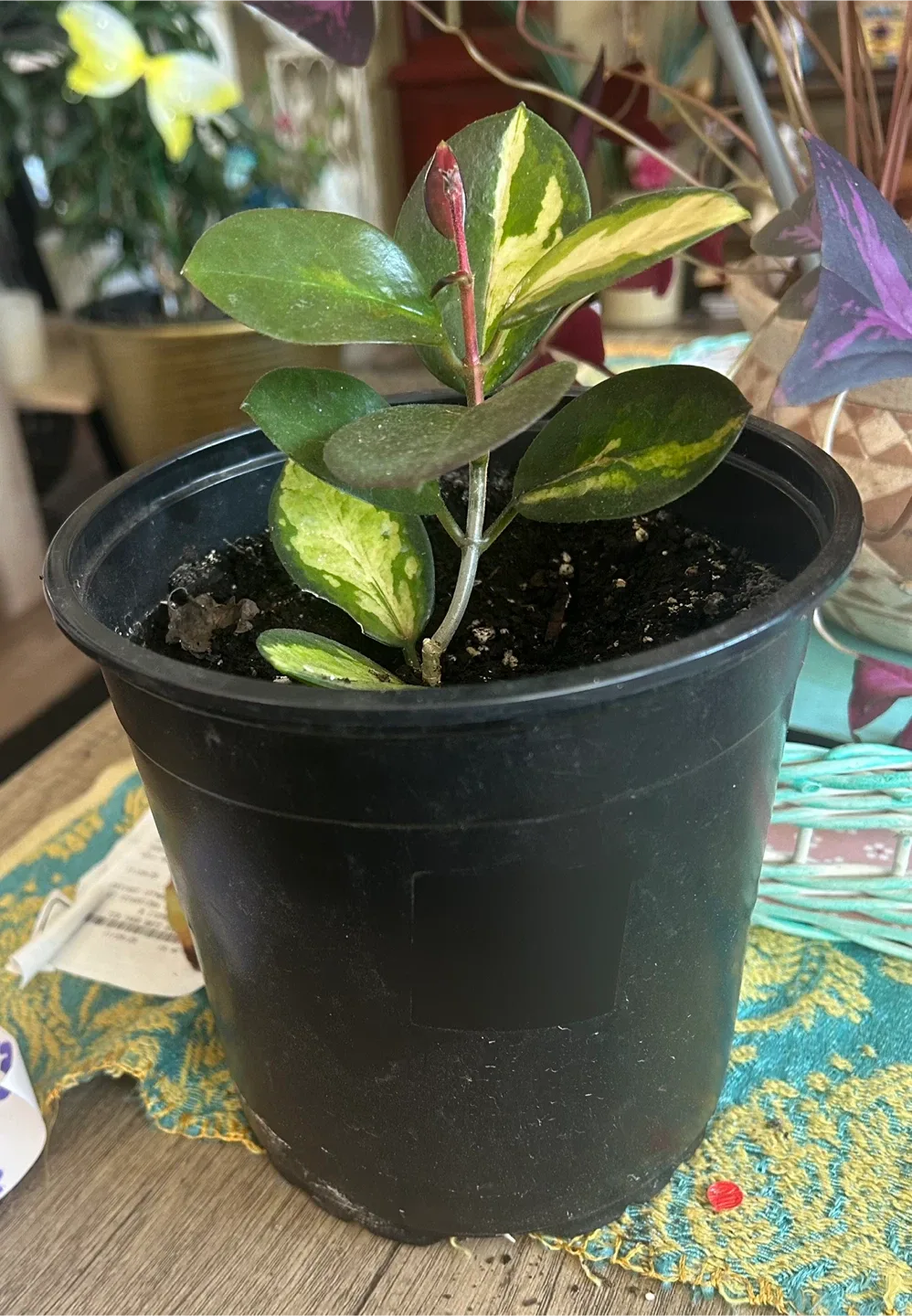 Hoya Australis Plant in Black Pot