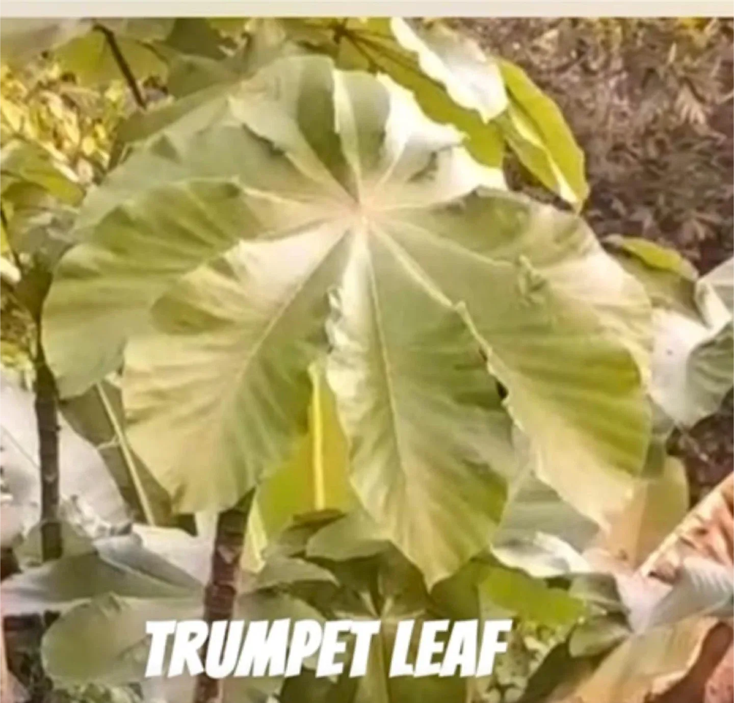 HD-Access Herbal Life Trumpet Leaf image indicator(4)