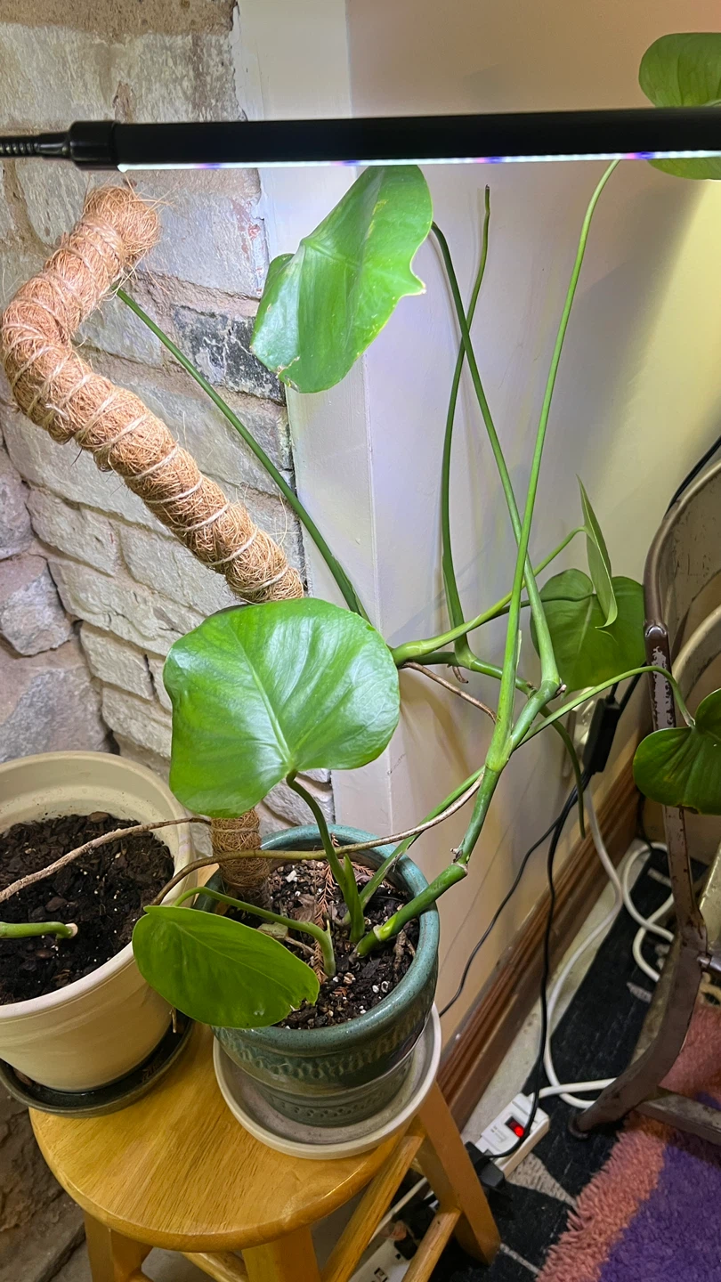 Monstera Plant - photo 2