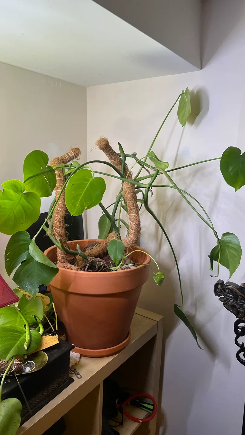 Monstera Plant
