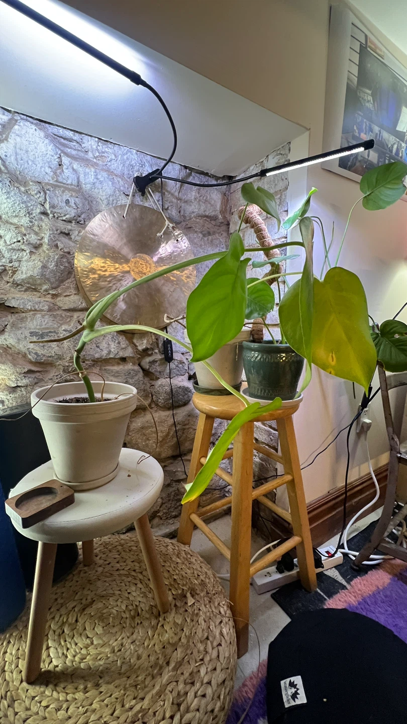 Monstera Plant - photo 4