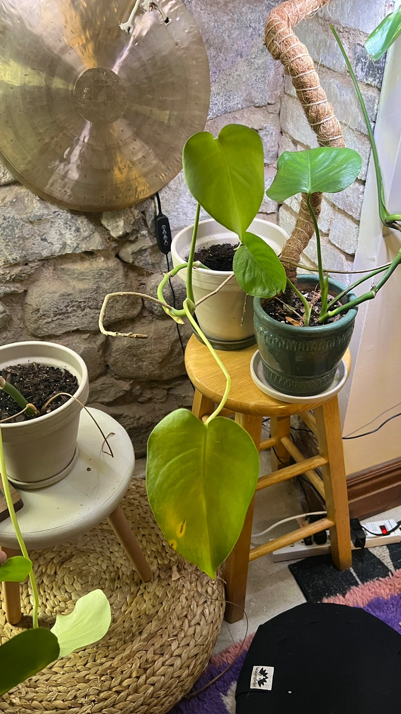 Monstera Plant - photo 3