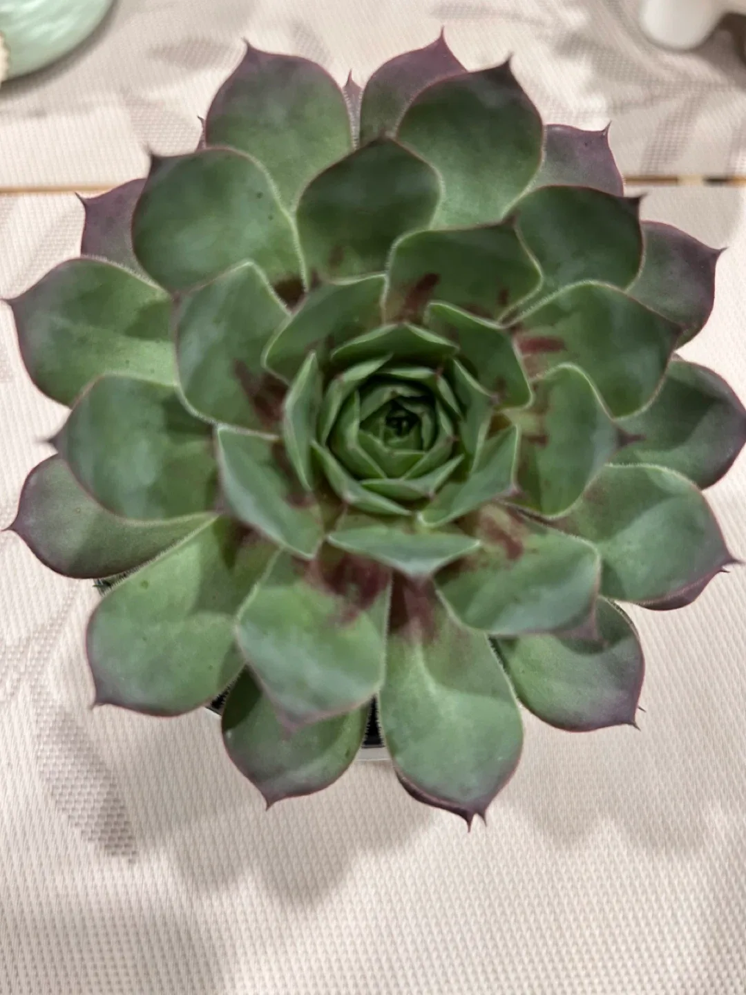 Succulent in Decorative Pot image indicator(3)