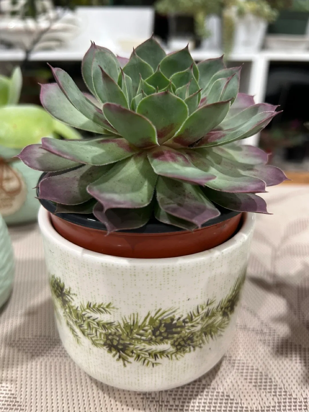 Succulent in Decorative Pot