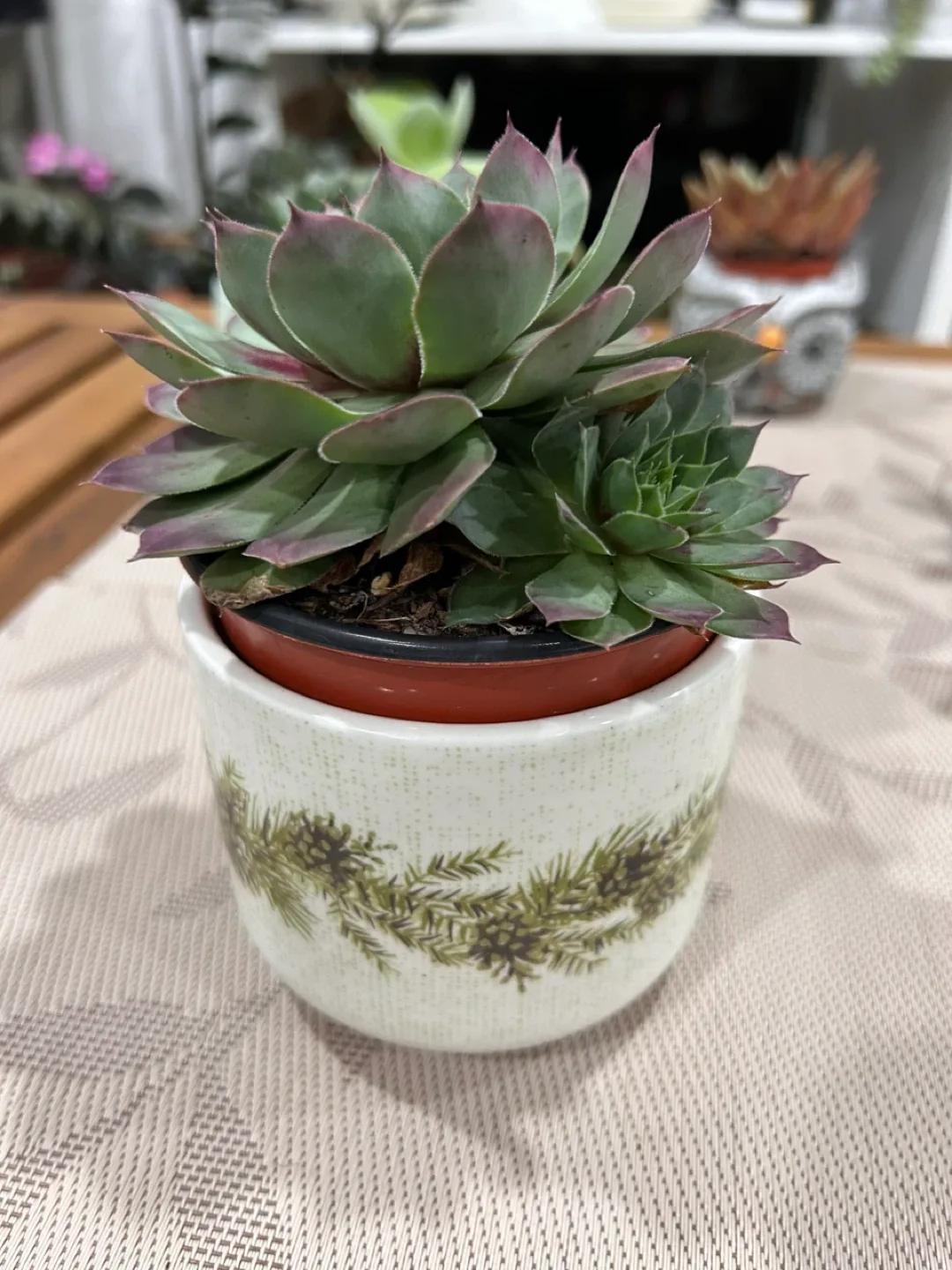 Succulent in Decorative Pot image indicator(2)
