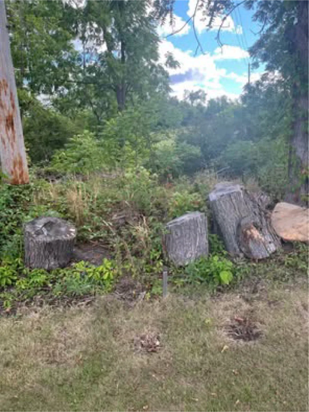 Tree stumps image indicator(2)