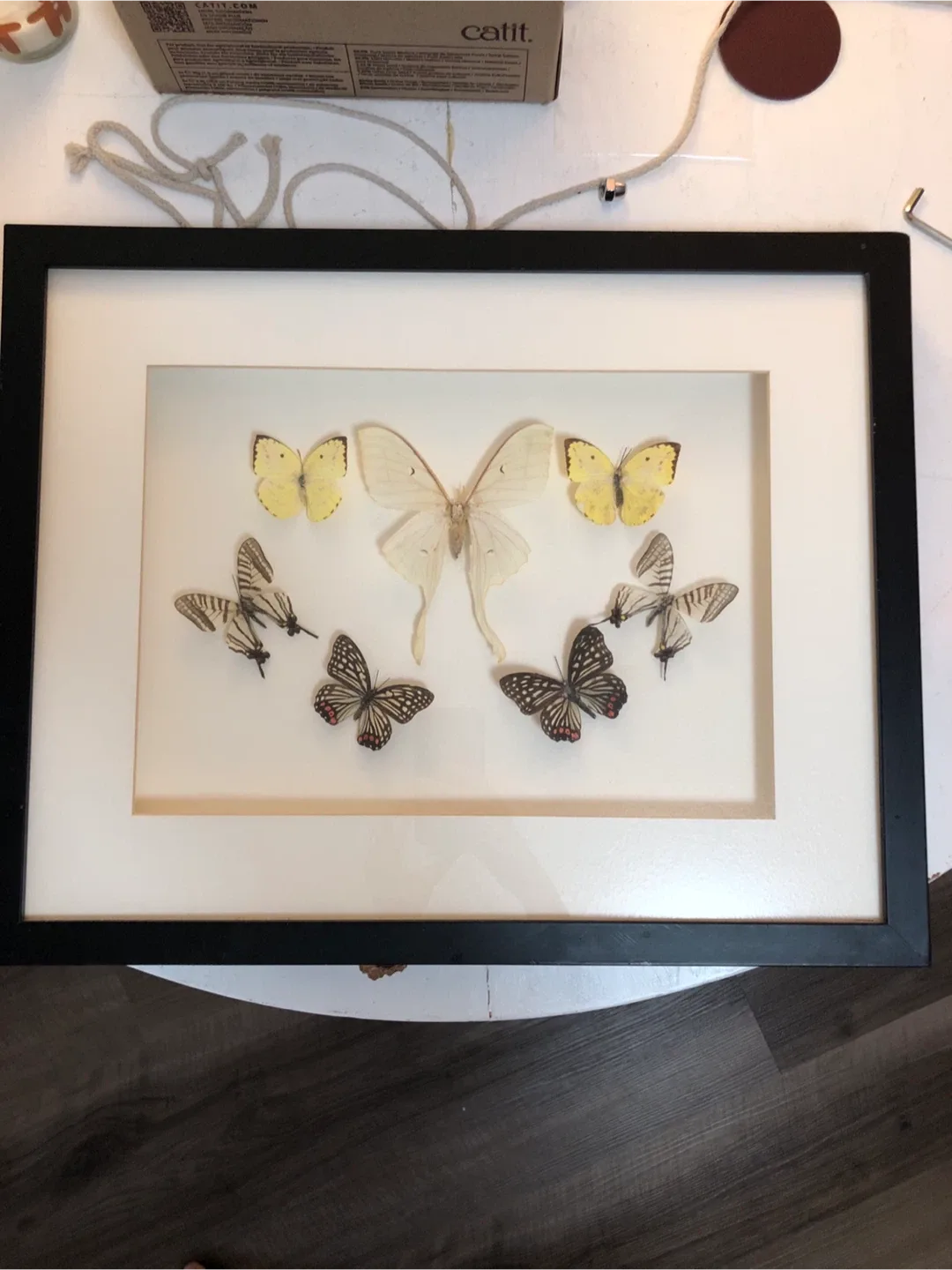 Framed Butterfly Art