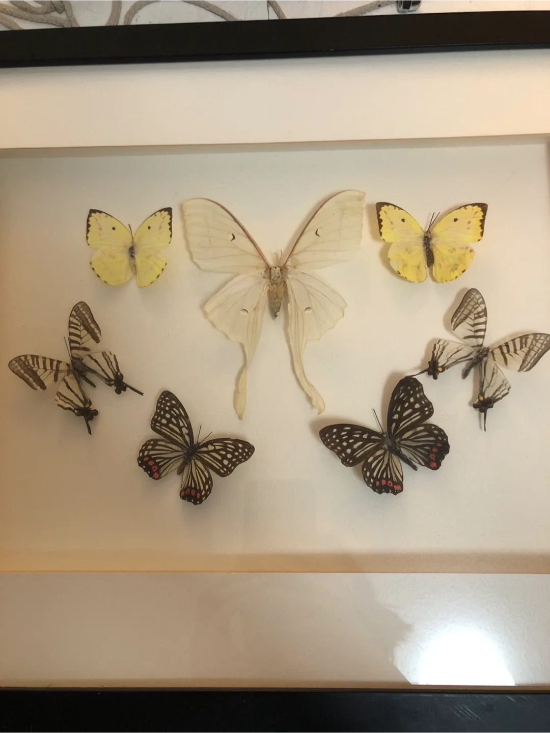 Framed Butterfly Art image indicator(2)