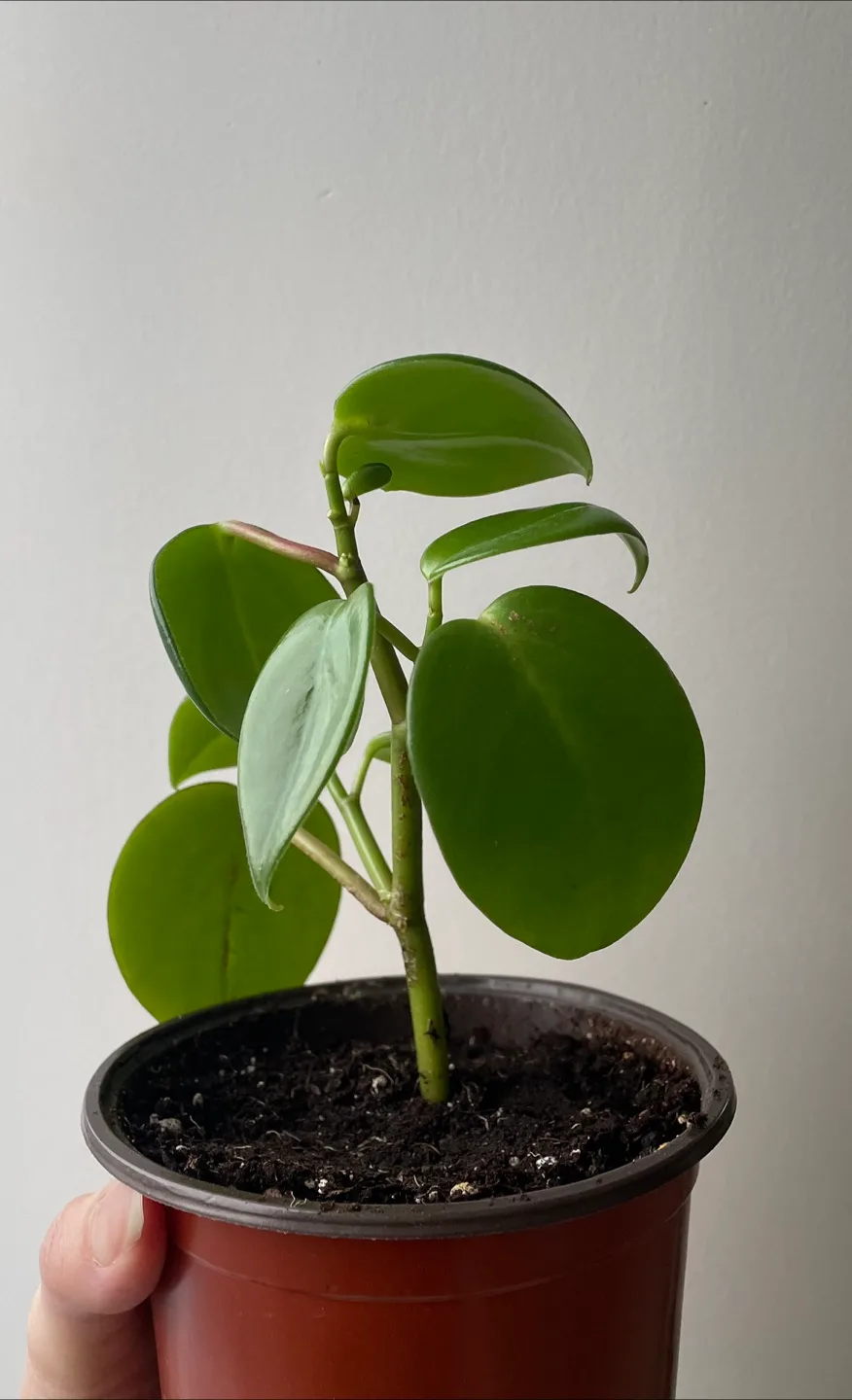 Pepperomia Scandens Plant image indicator(2)