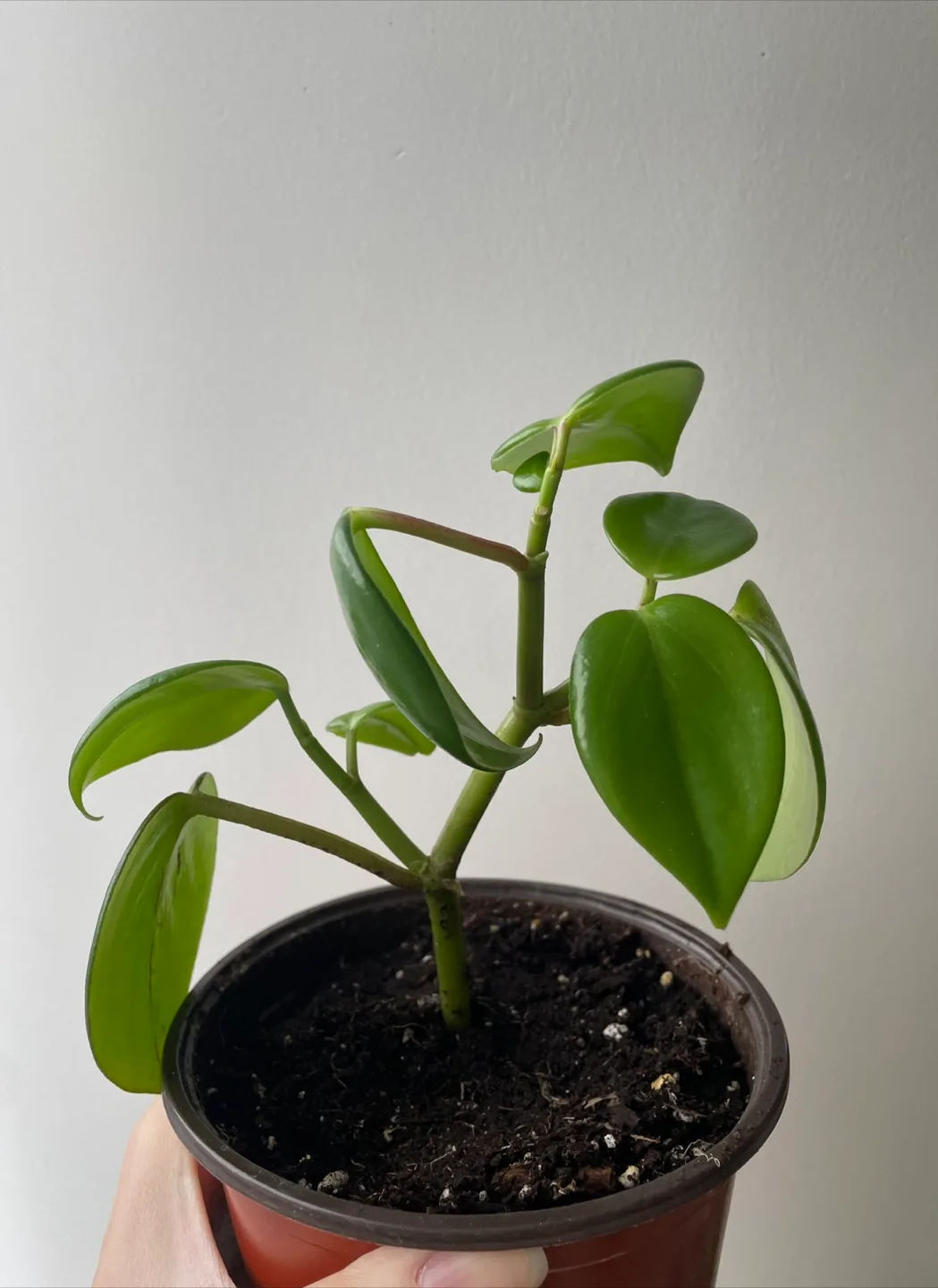 Pepperomia Scandens Plant