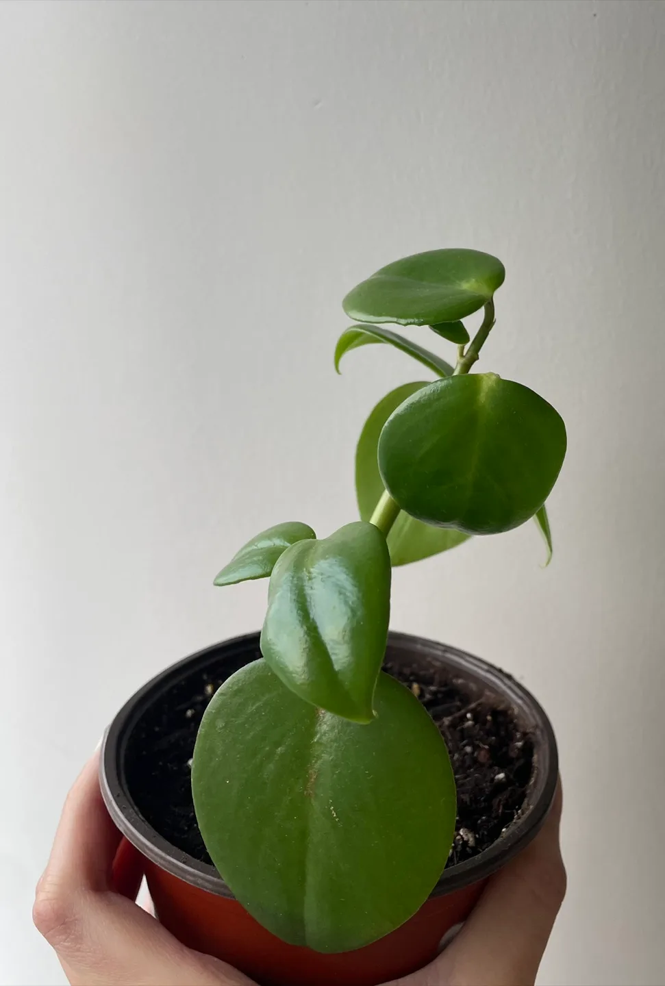 Pepperomia Scandens Plant image indicator(3)