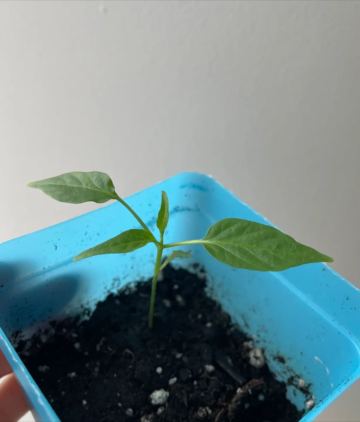 Chilli Pepper Plant Seedling image indicator(2)