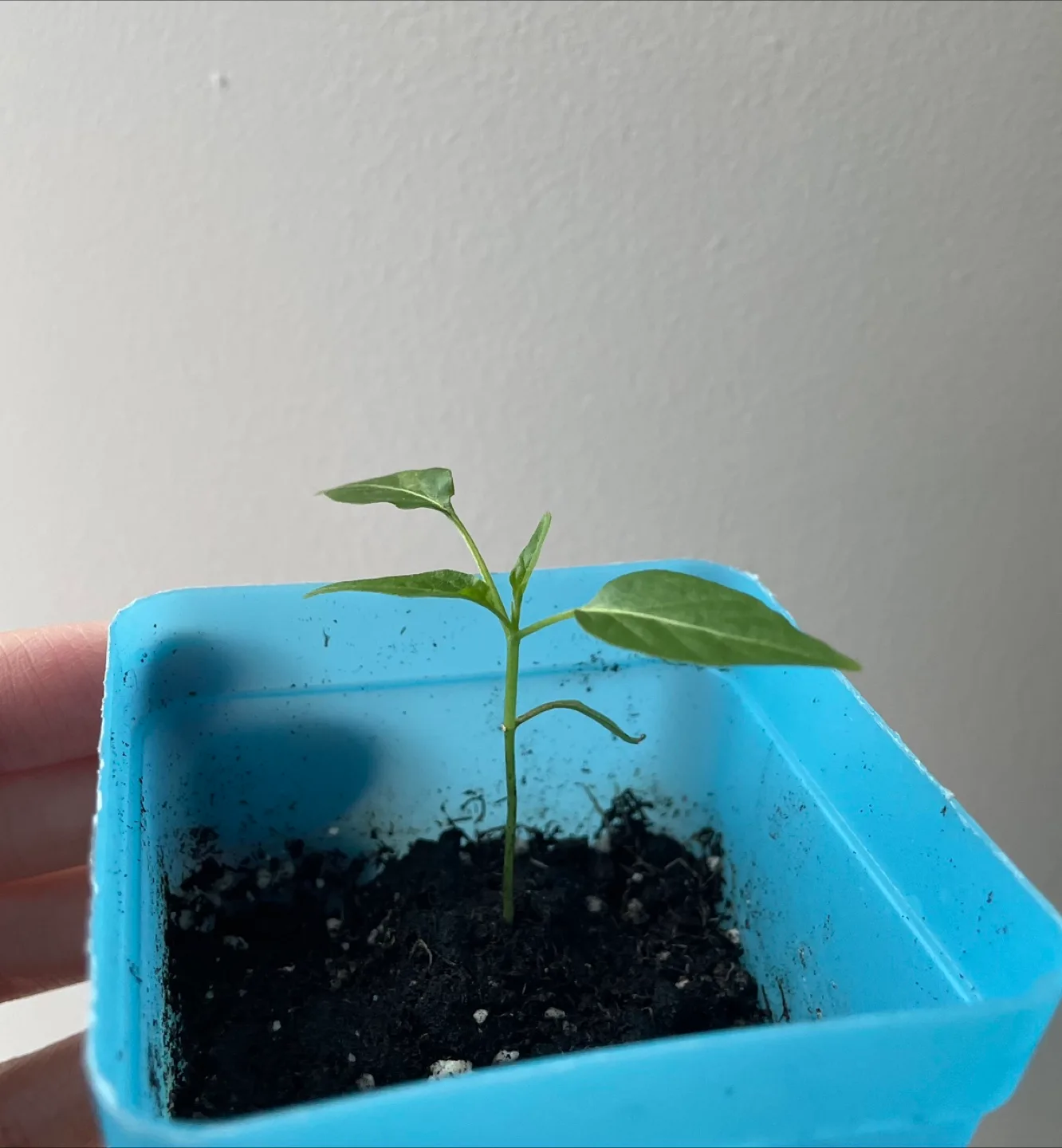 Chilli Pepper Plant Seedling