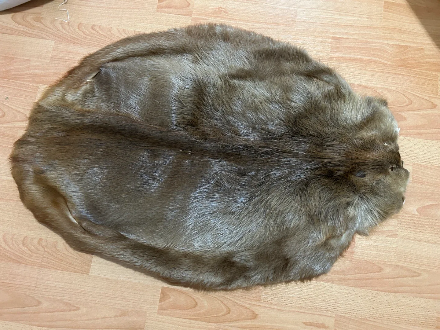 Moving sale- Beaver Pelt Hide