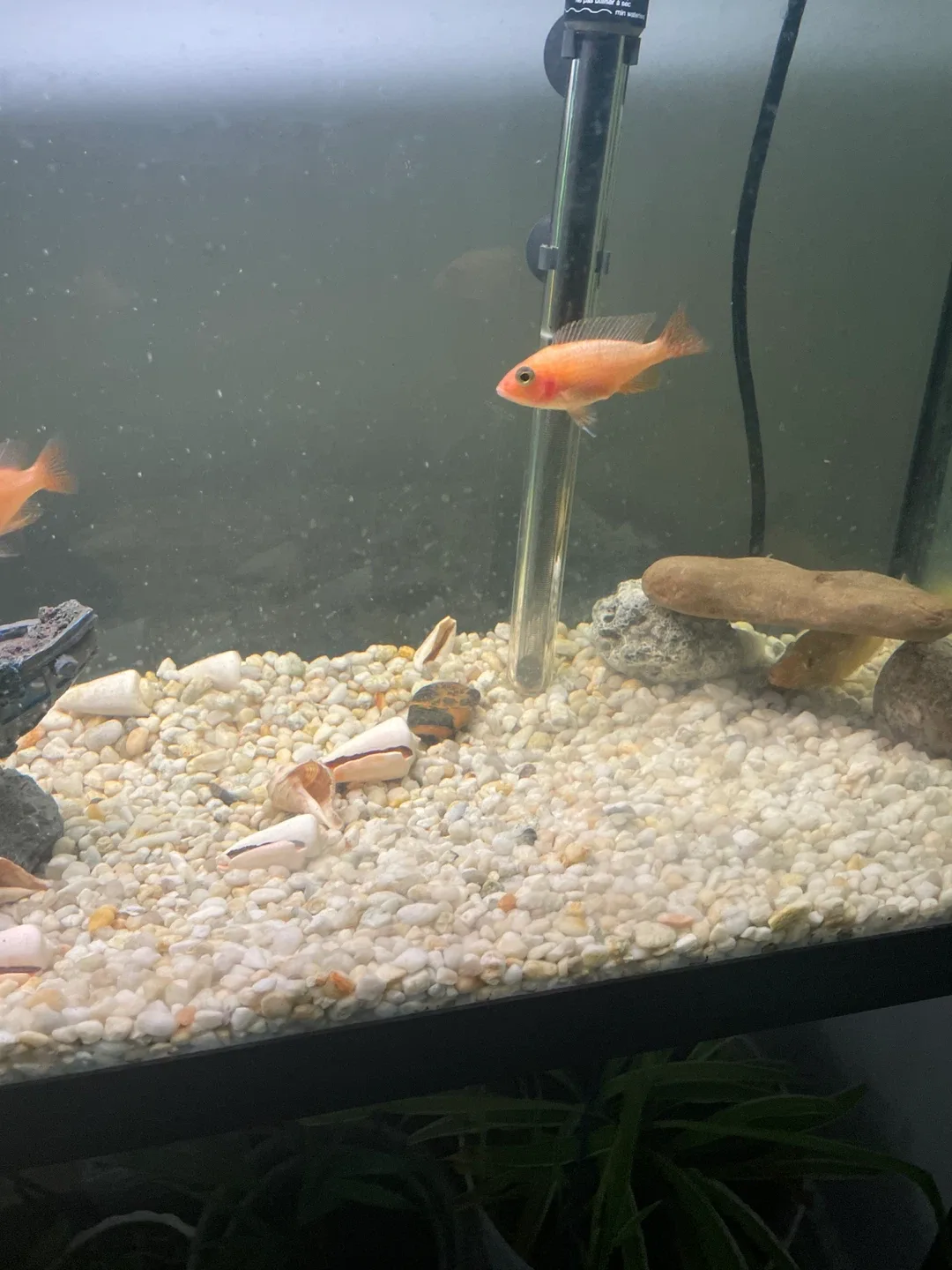 Chiclids image indicator(3)