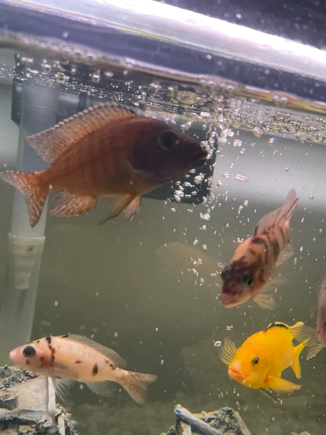 Chiclids image indicator(2)