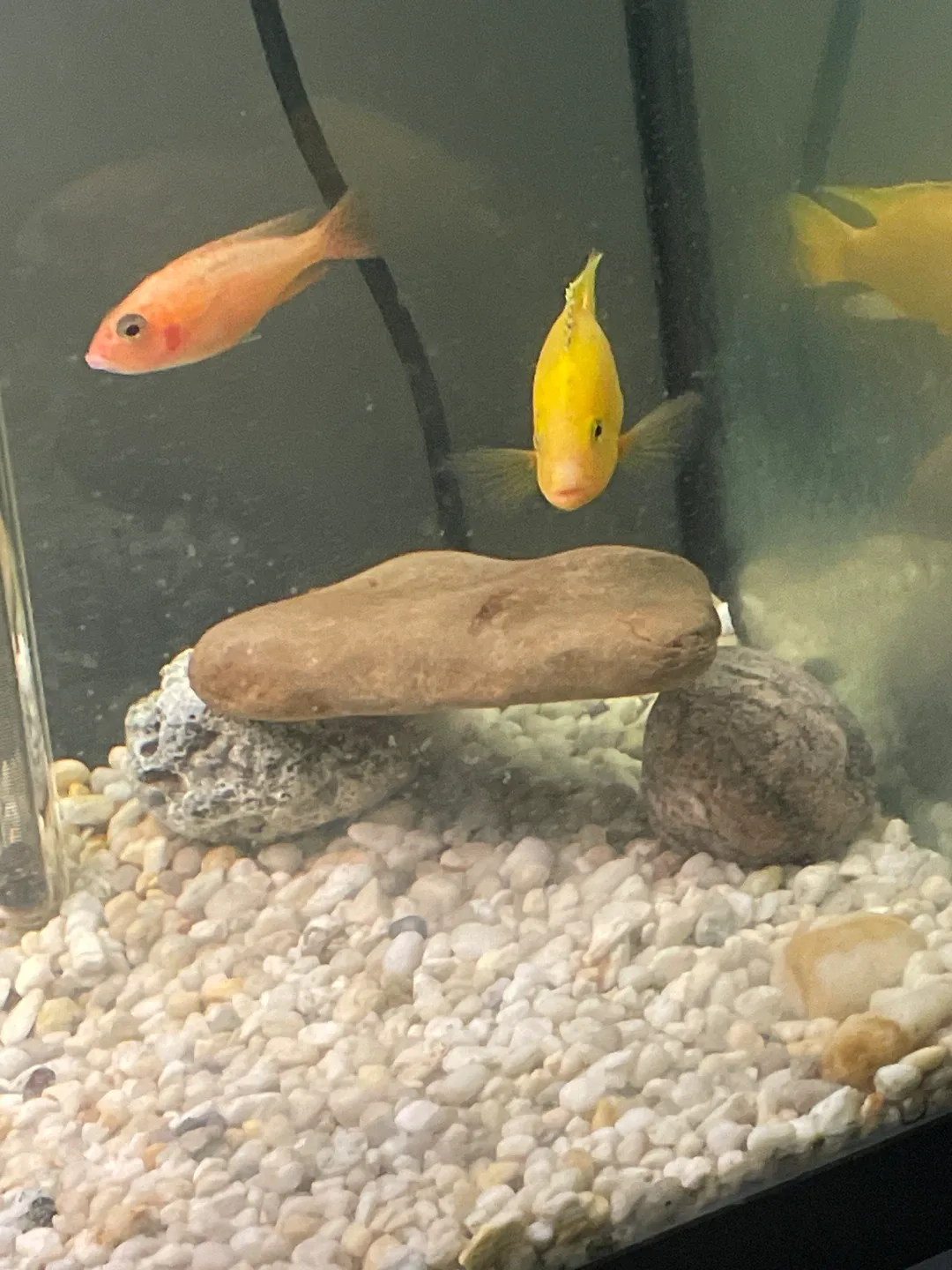 Chiclids image indicator(5)