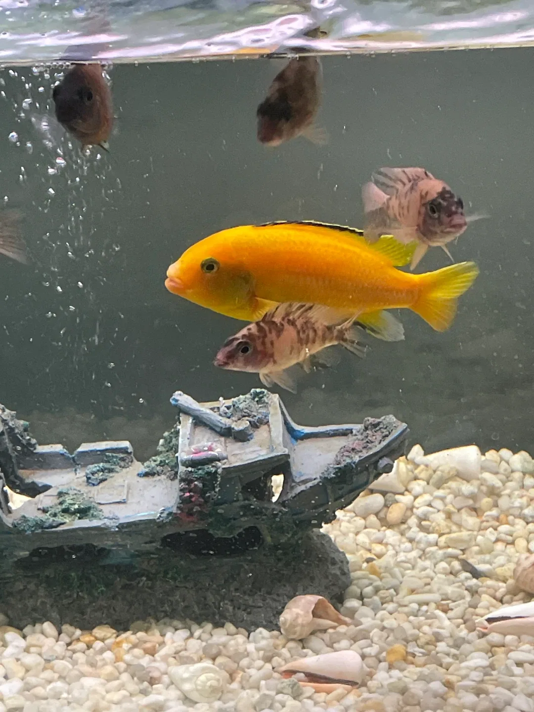 Chiclids image indicator(4)