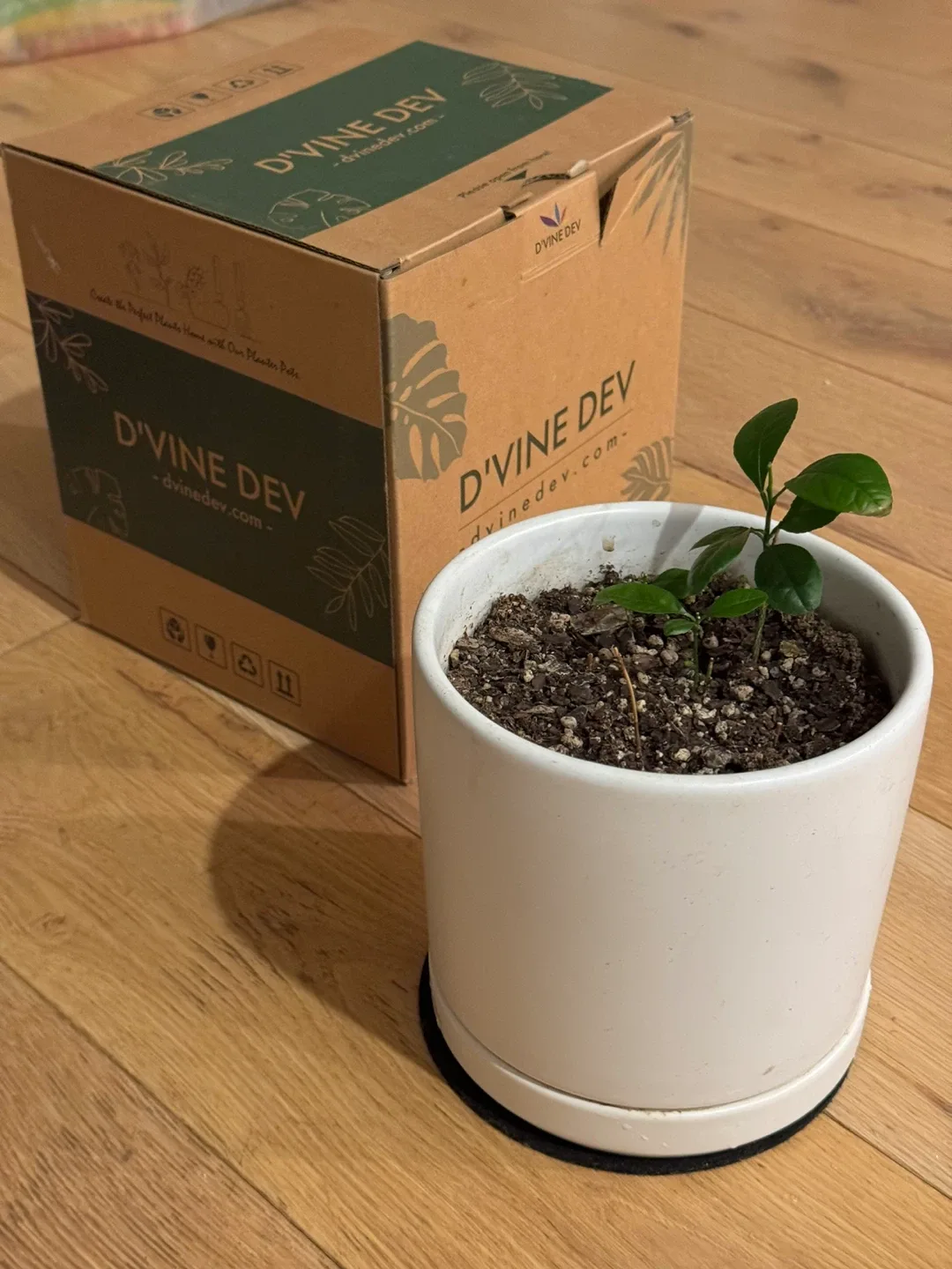 Set of 6 Planter pots,Microgreens tray+ gardening products/seeds image indicator(2)