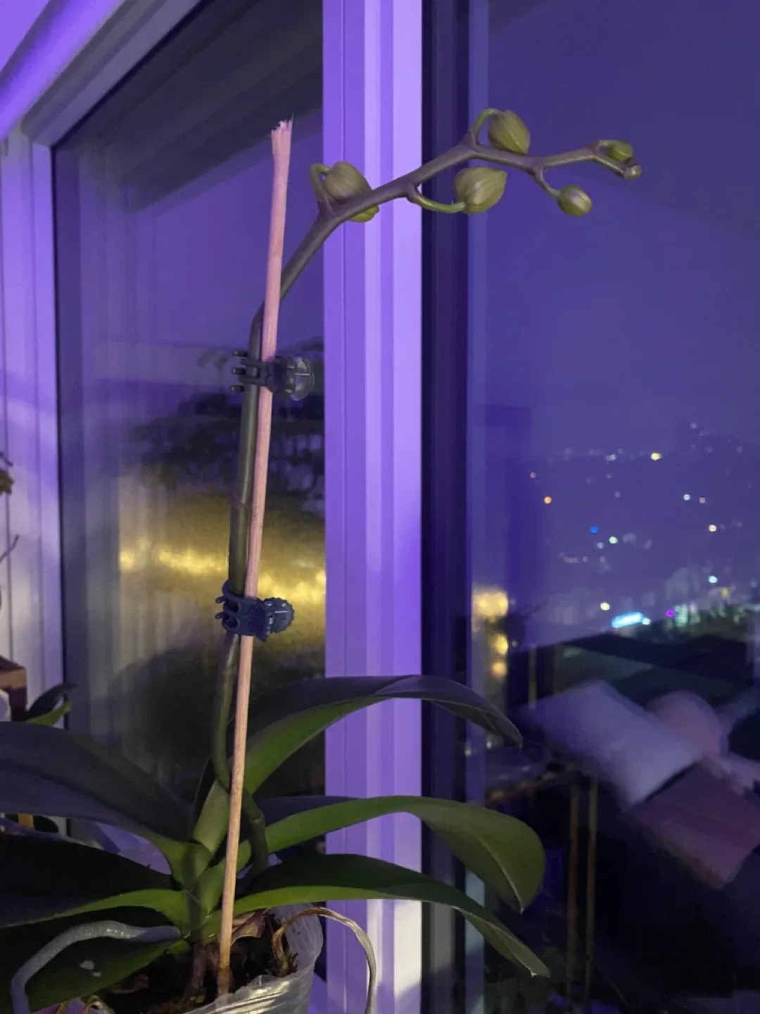 Orchid ready to bloom🌸