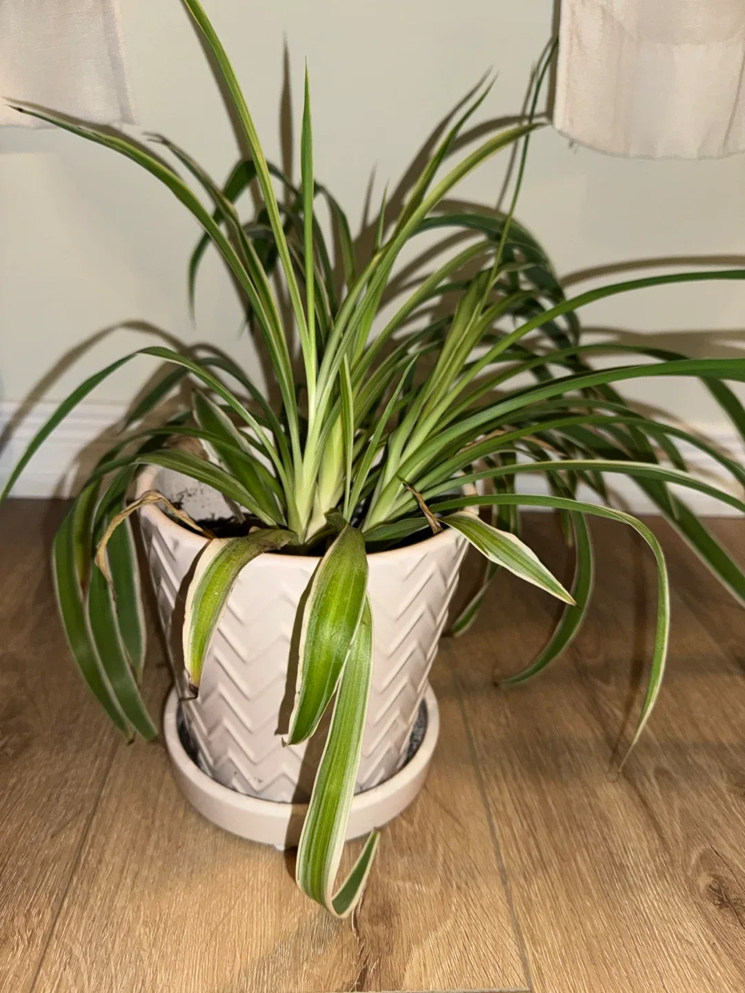 Spider Plant in White Pot + free soil!