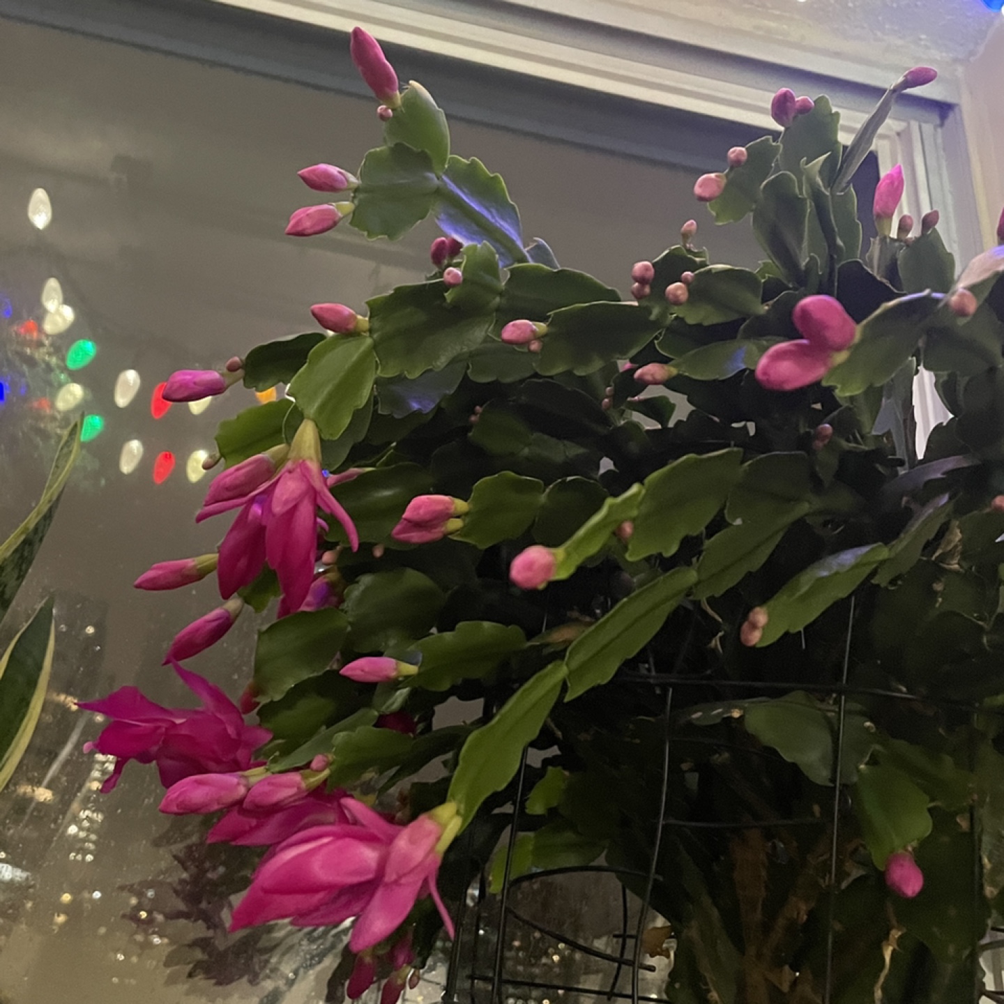 Christmas cactus - photo 3