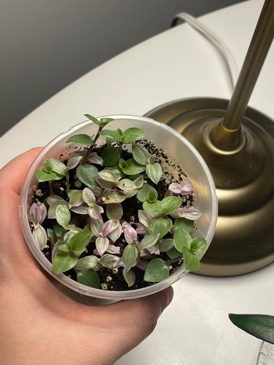 Tradescantia Nanouk Cup Pot 🌱 - photo 3