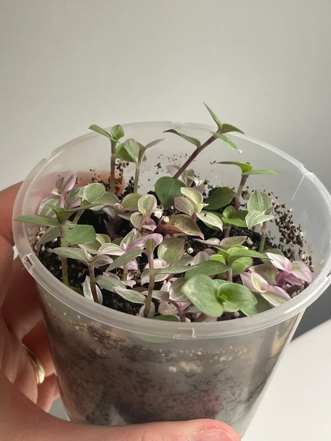 Tradescantia Nanouk Cup Pot 🌱 image indicator(5)