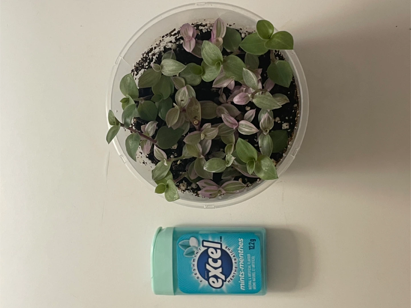 Tradescantia Nanouk Cup Pot 🌱 - photo 2