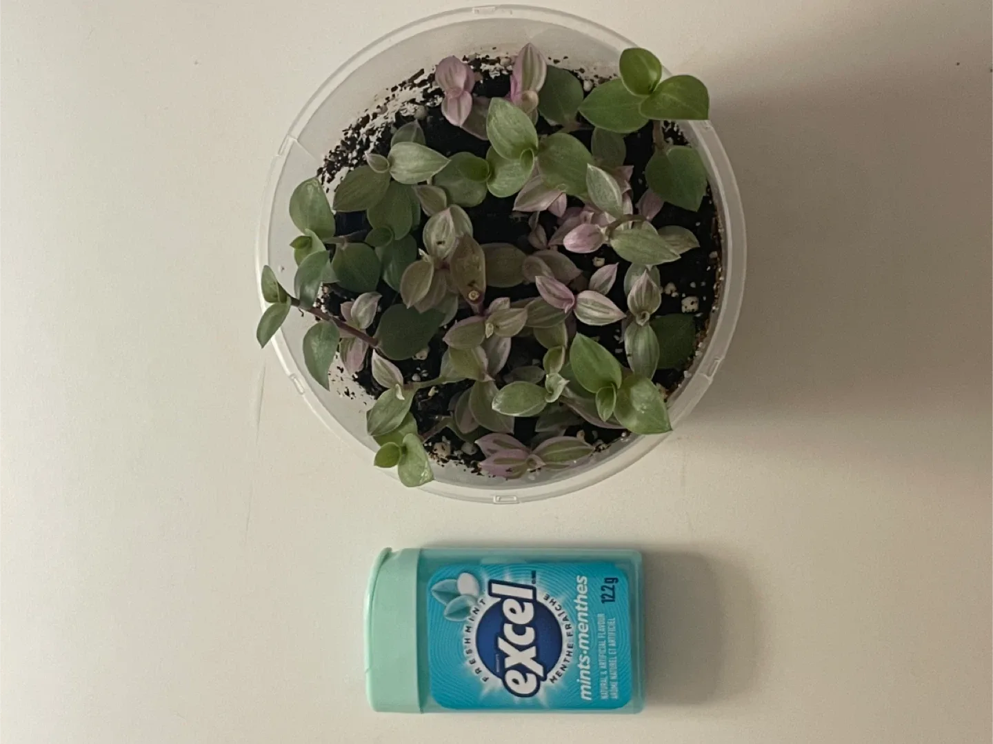 Tradescantia Nanouk Cup Pot 🌱 image indicator(2)