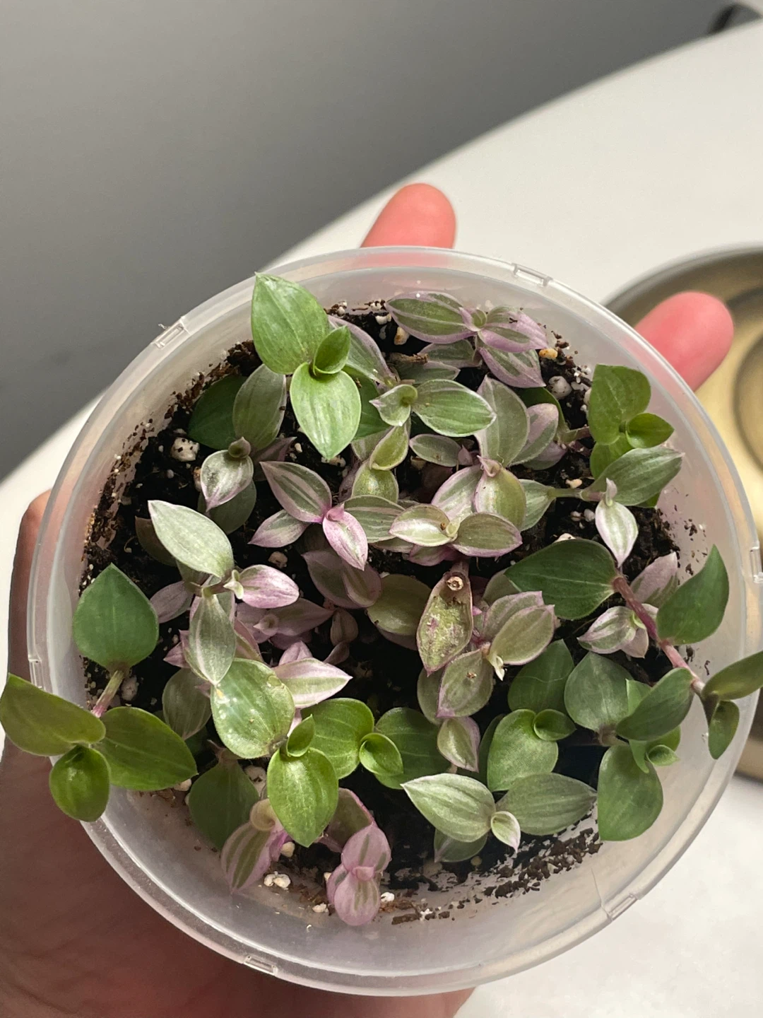 Tradescantia Nanouk Cup Pot 🌱 - photo 4