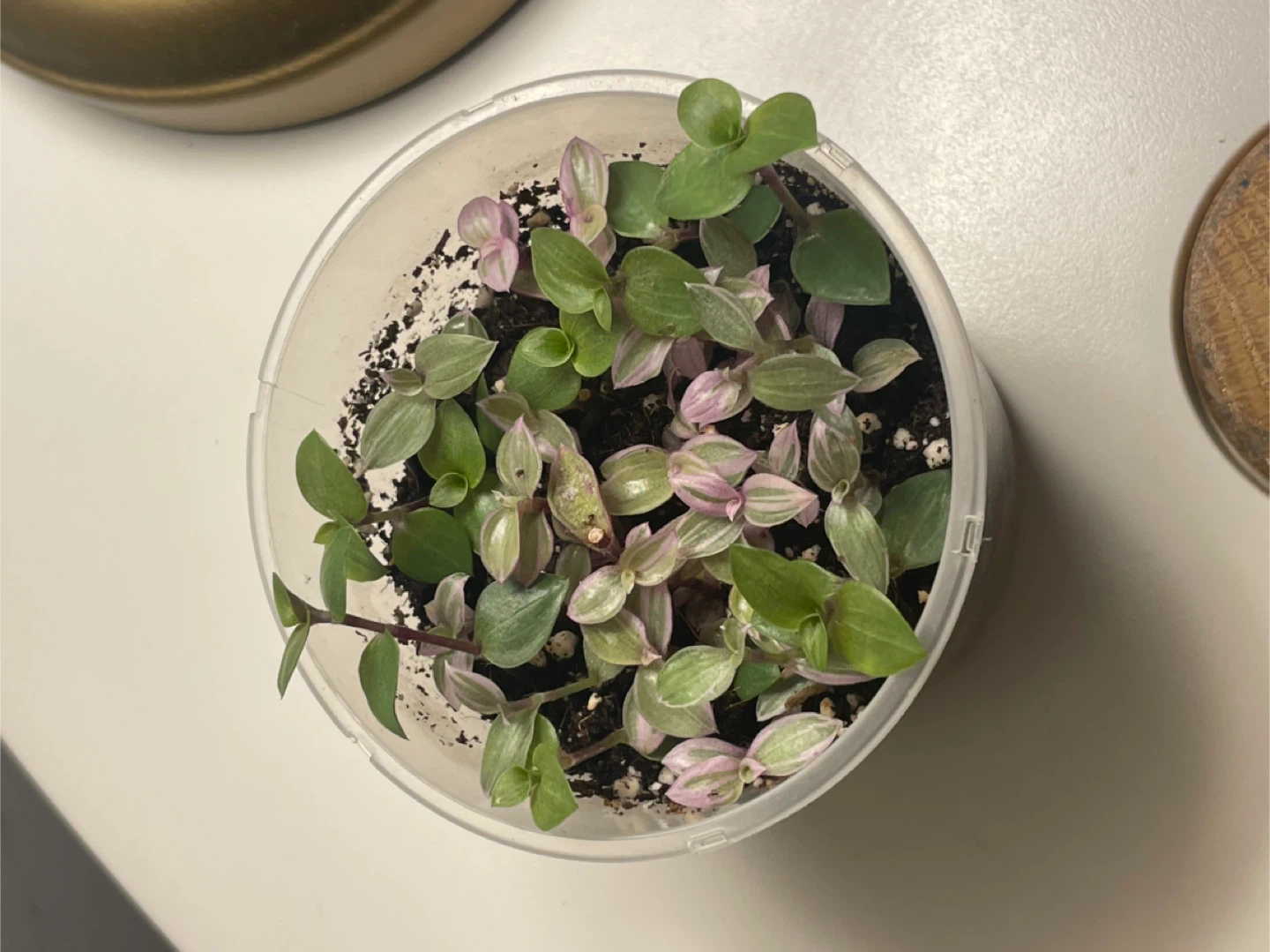 Tradescantia Nanouk Cup Pot 🌱