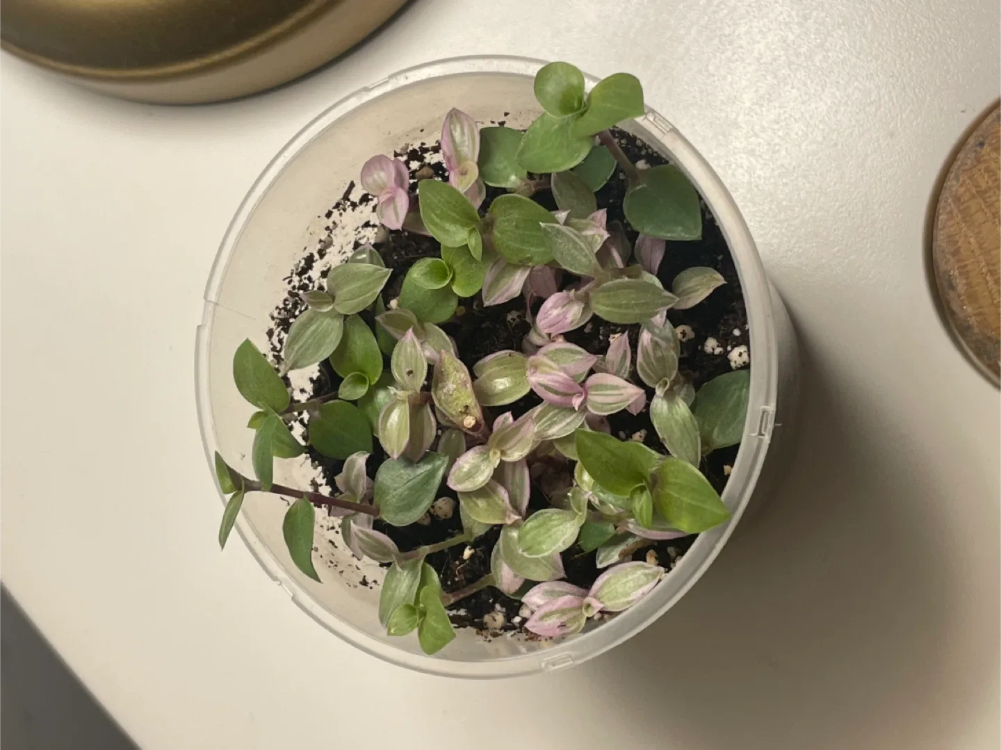 Tradescantia Nanouk Cup Pot 🌱