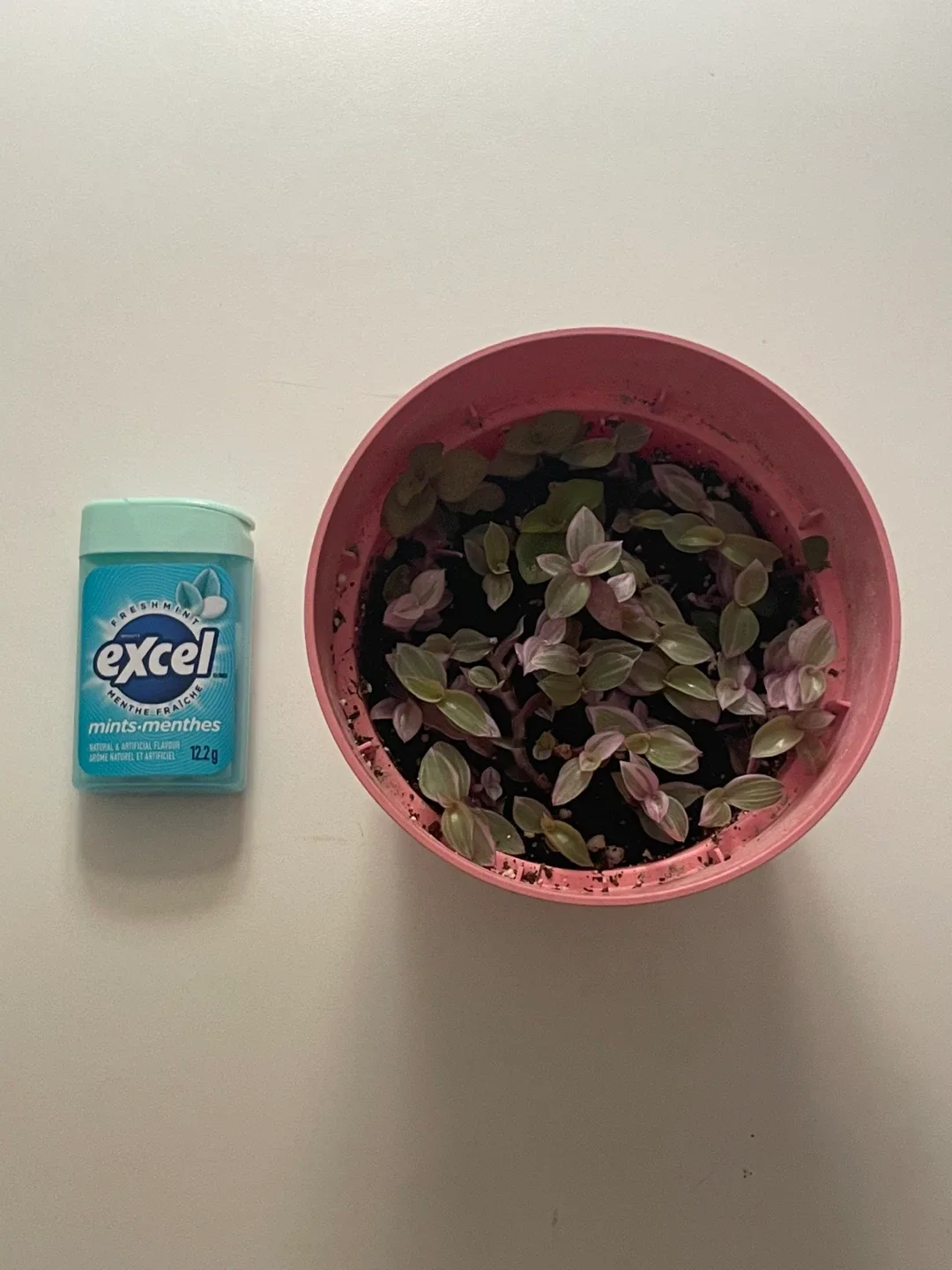 Tradescantia Nanouk Cup Pot 🌱 image indicator(3)