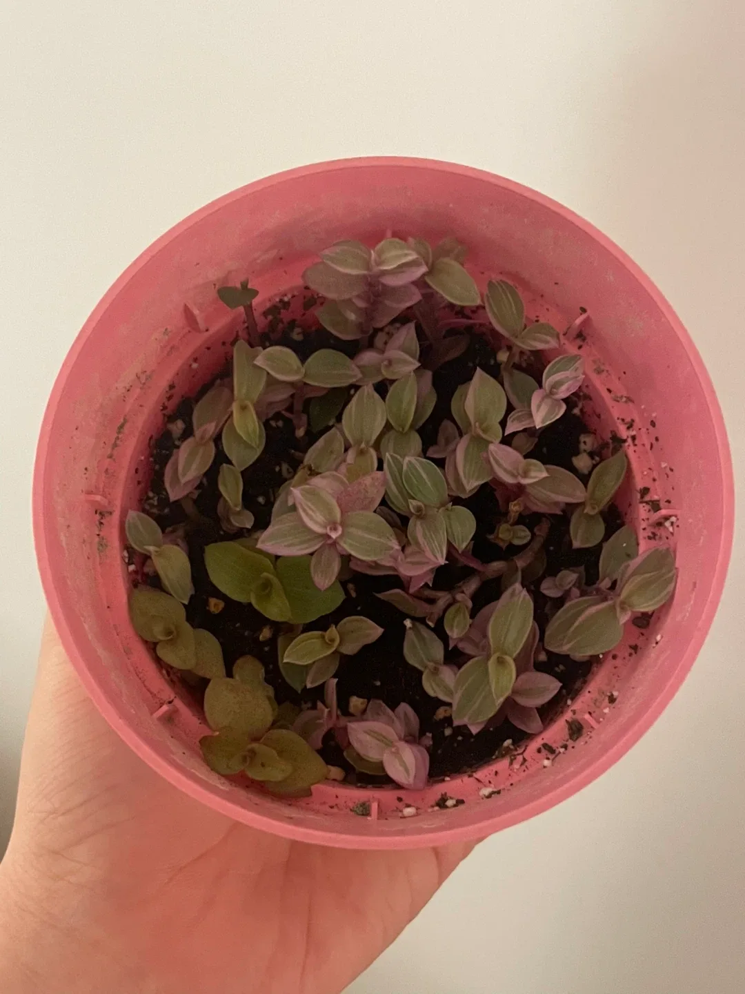 Tradescantia Nanouk Cup Pot 🌱