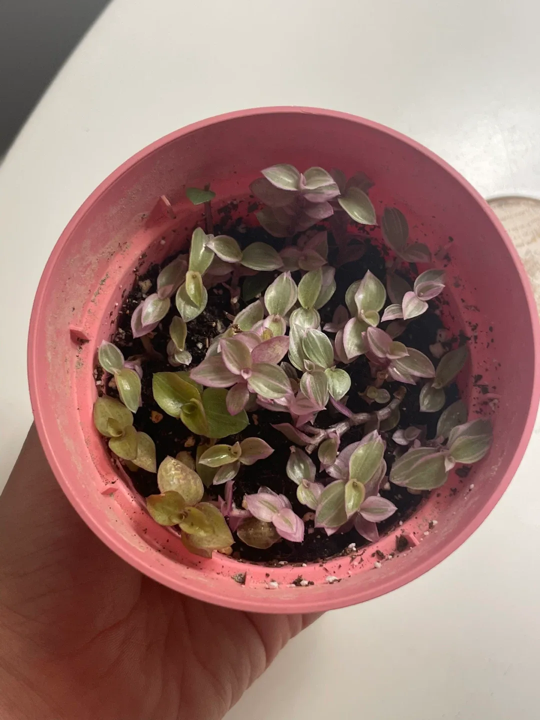 Tradescantia Nanouk Cup Pot 🌱 image indicator(2)