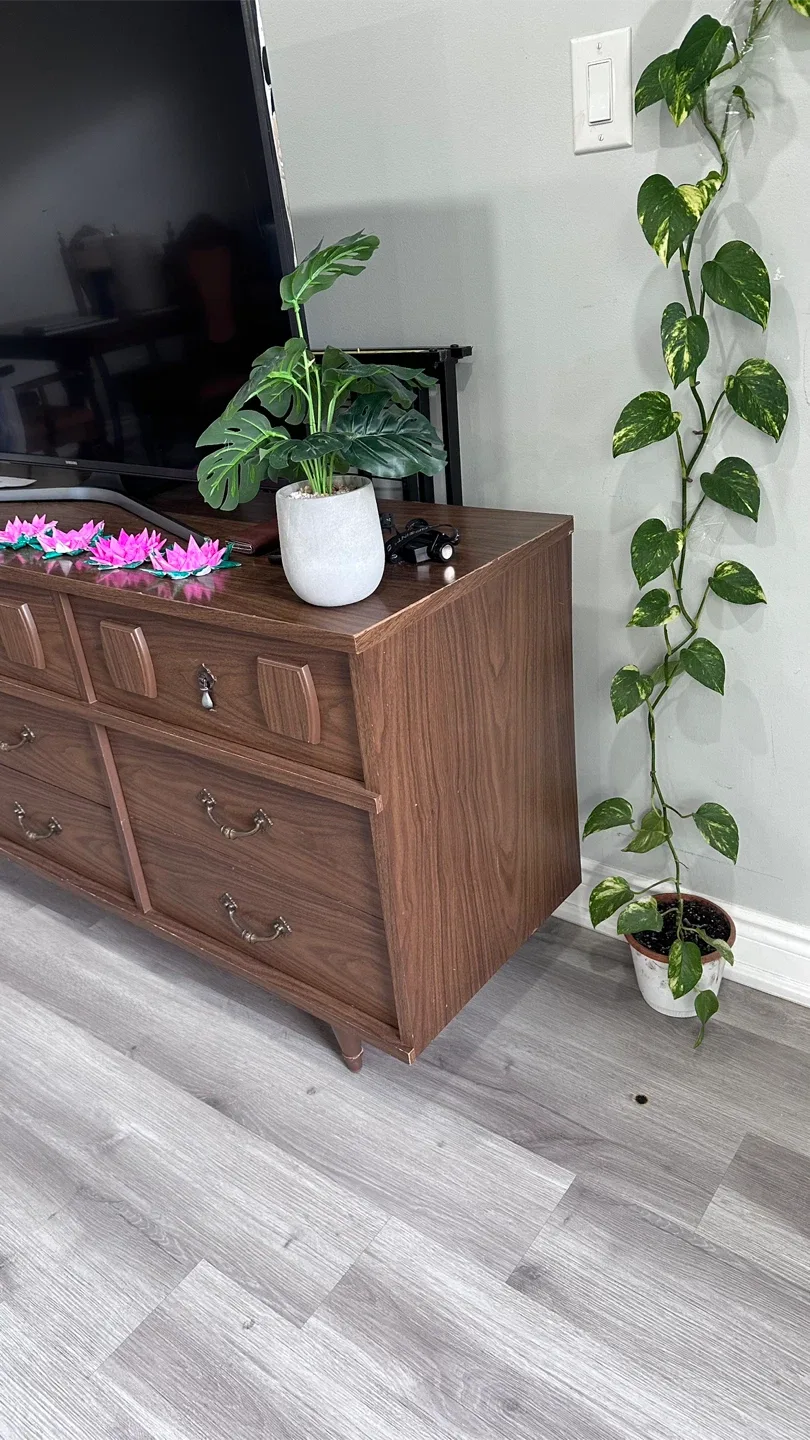 Money plant / Golden Pothos